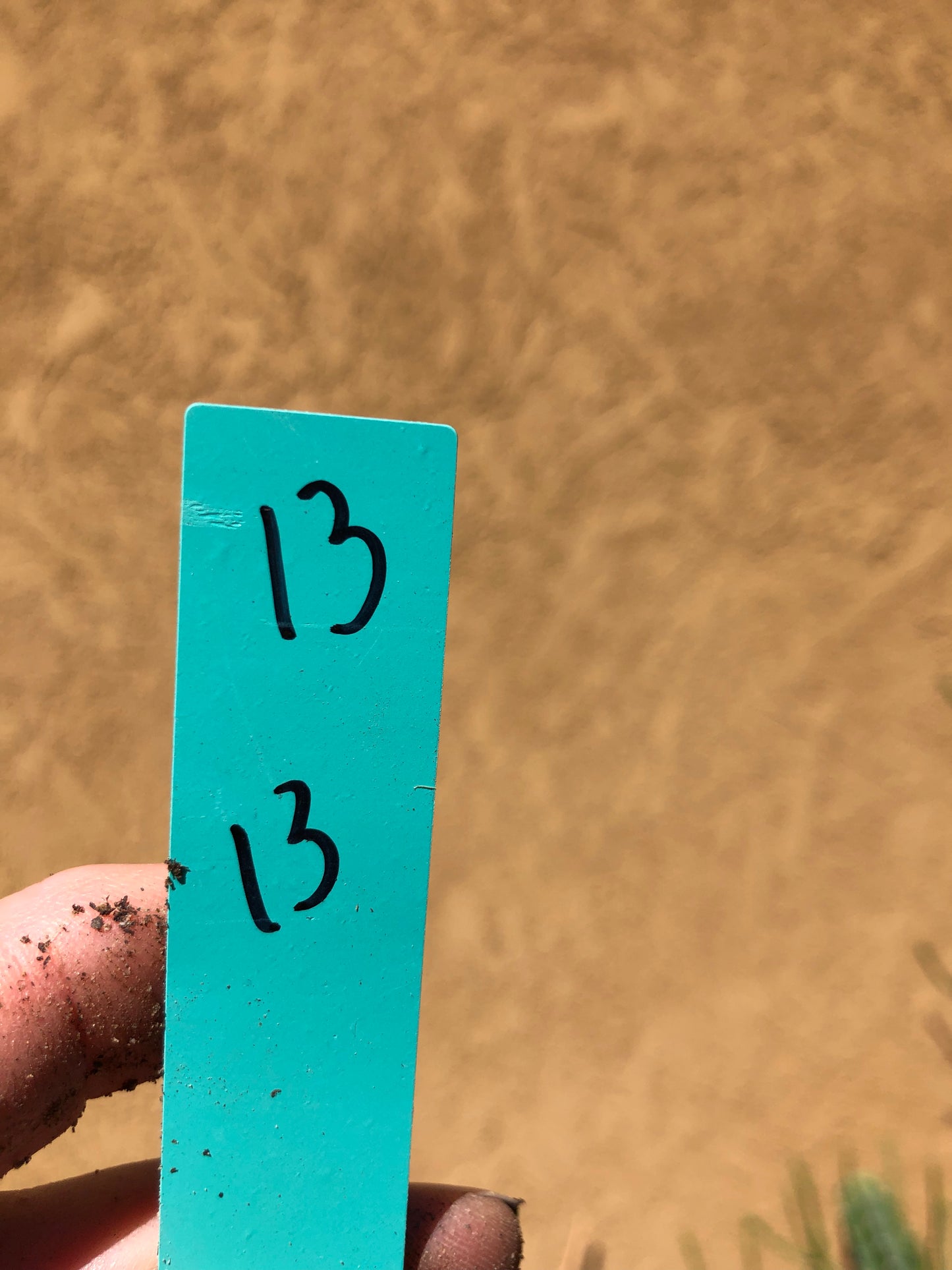 Cholla Cylindropuntia Imbricata  Buckhorn 13”Tall #13G