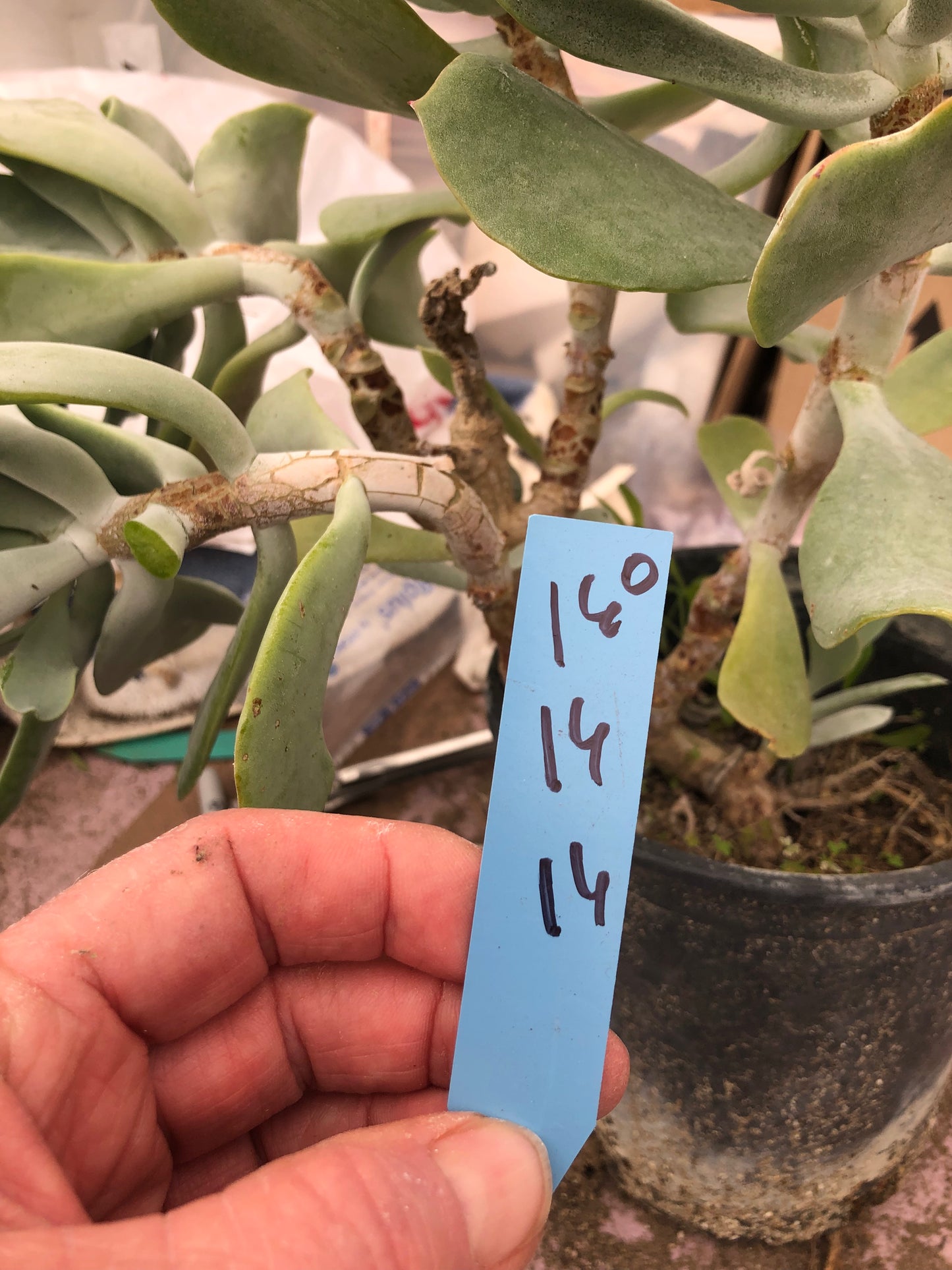 Cotyledon Silver Waves 16"Tall #160B