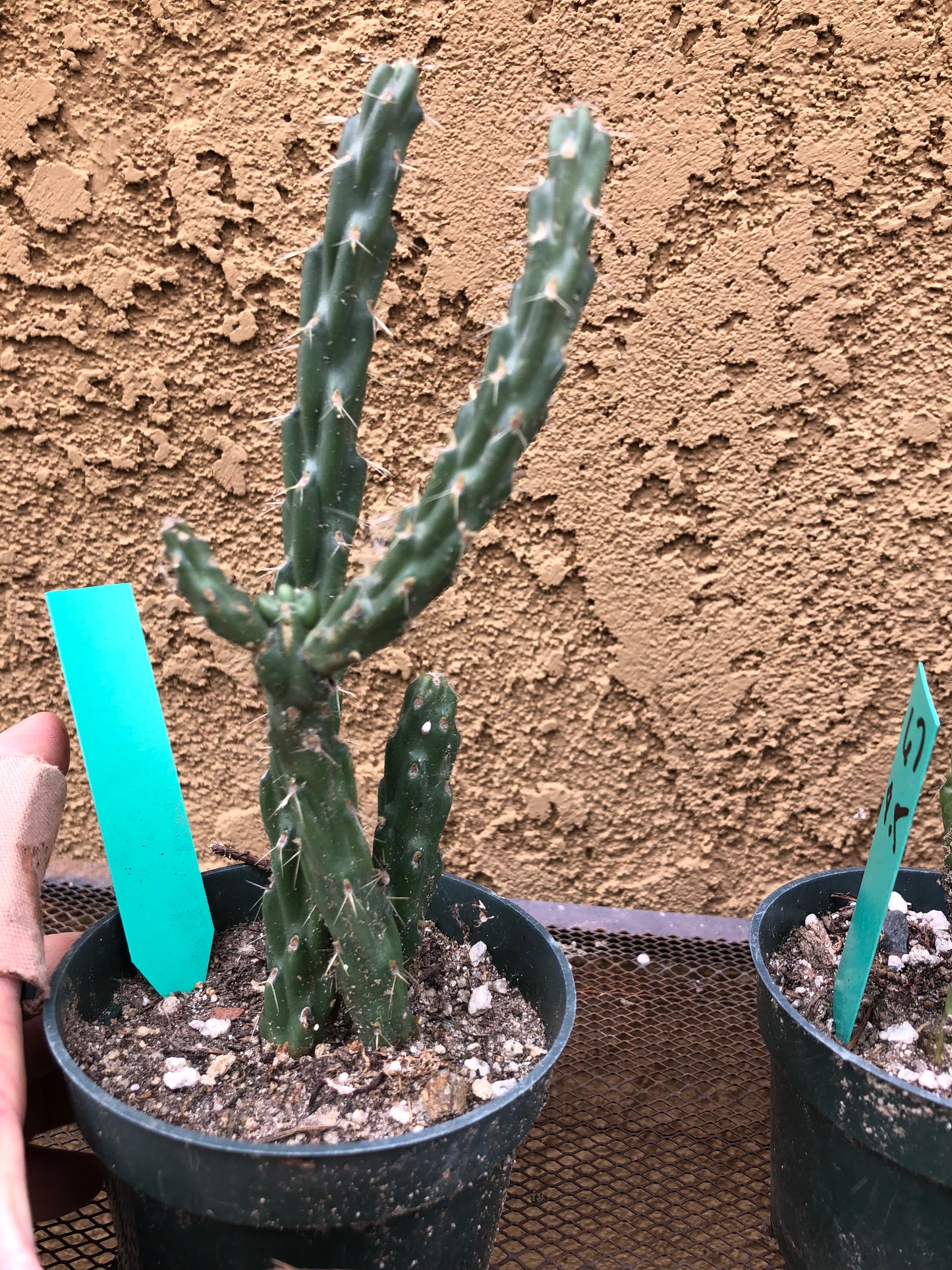 Cylindropuntia imbricata Buckhorn Cholla 7.5”Tall #61G