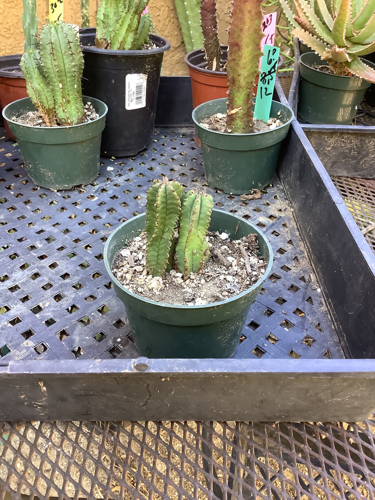 Euphorbia anoplia Green Tanzanian Zipper 2"Tall  #209G