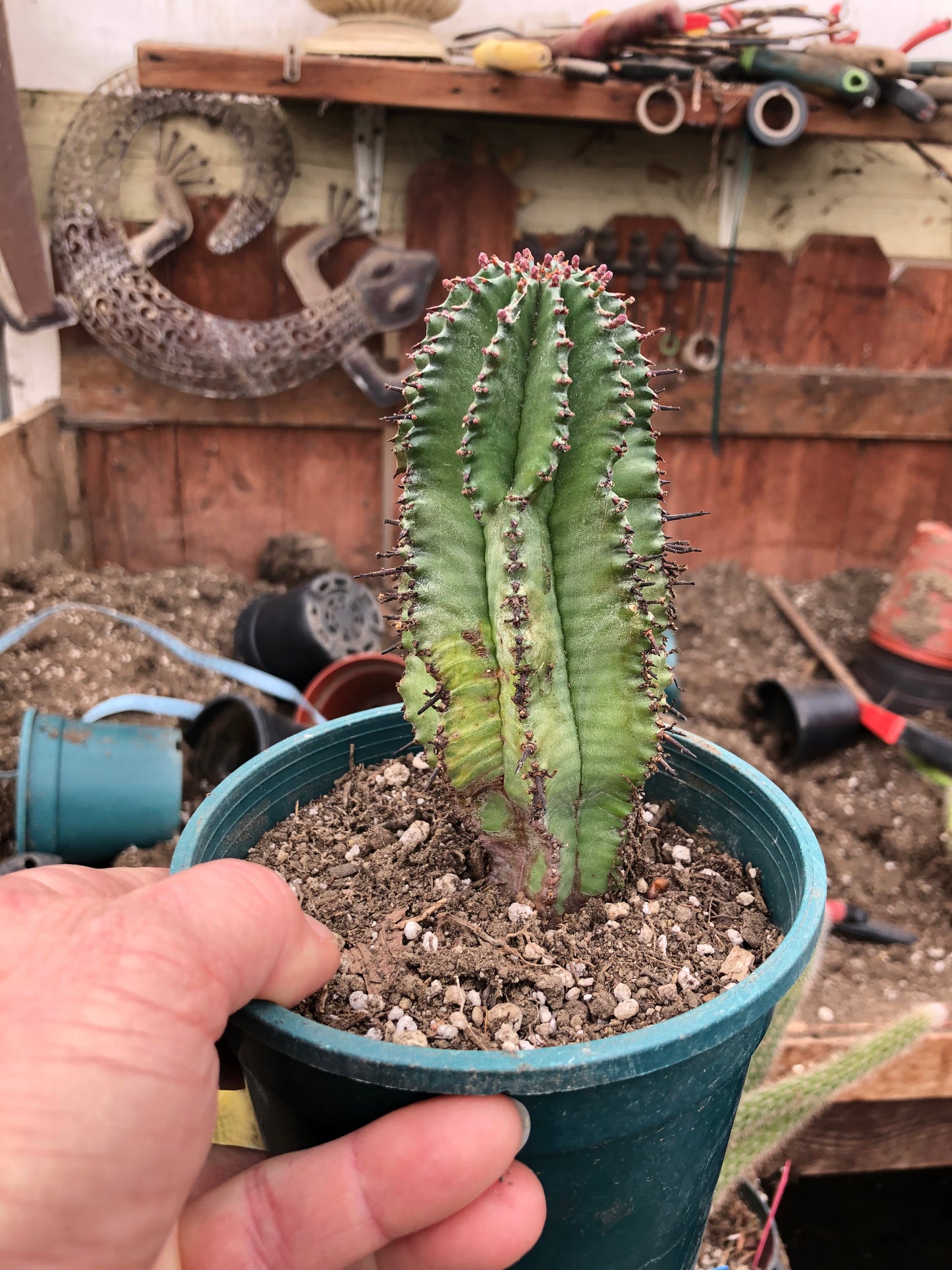 Euphorbia anoplia Green Tanzanian Zipper 5.5"Tall #80W