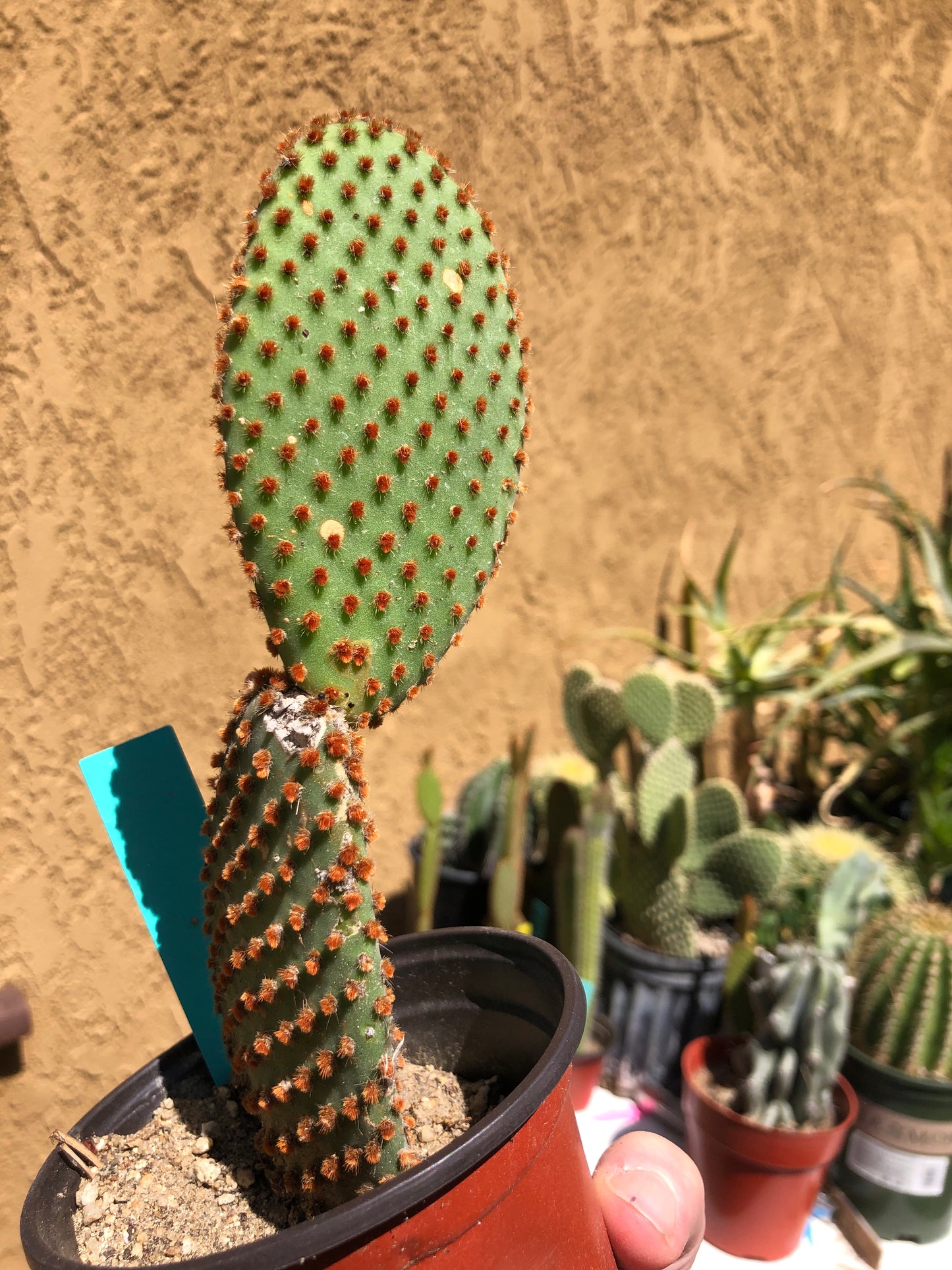 Opuntia microdasys Cinnamon 7"T #23G