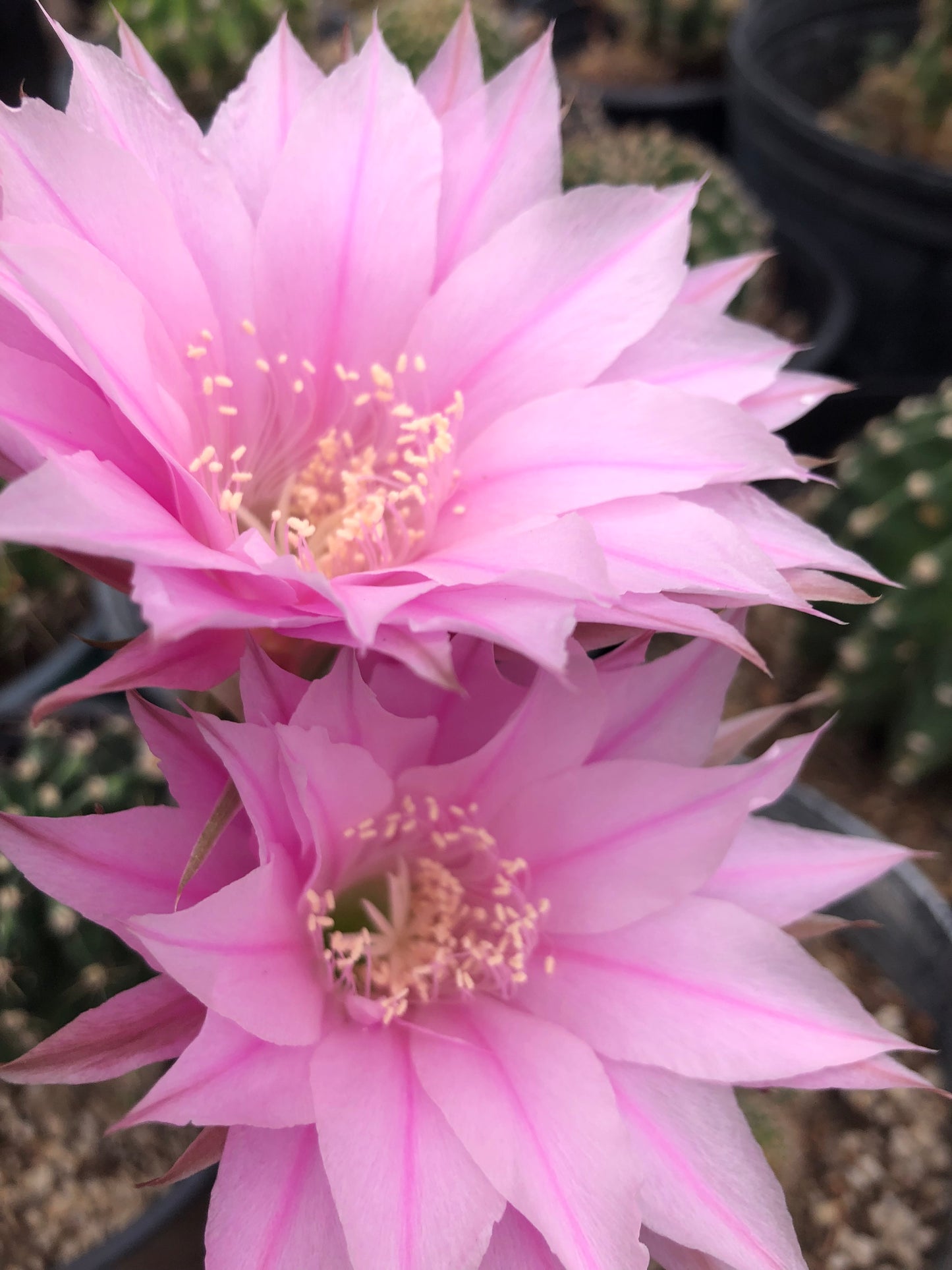 Echinopsis oxygona Pink Easter Lily 1" Rooted Pup