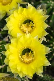 Echinopsis oxygona Yellow Easter Lily 1"Rooted Pup