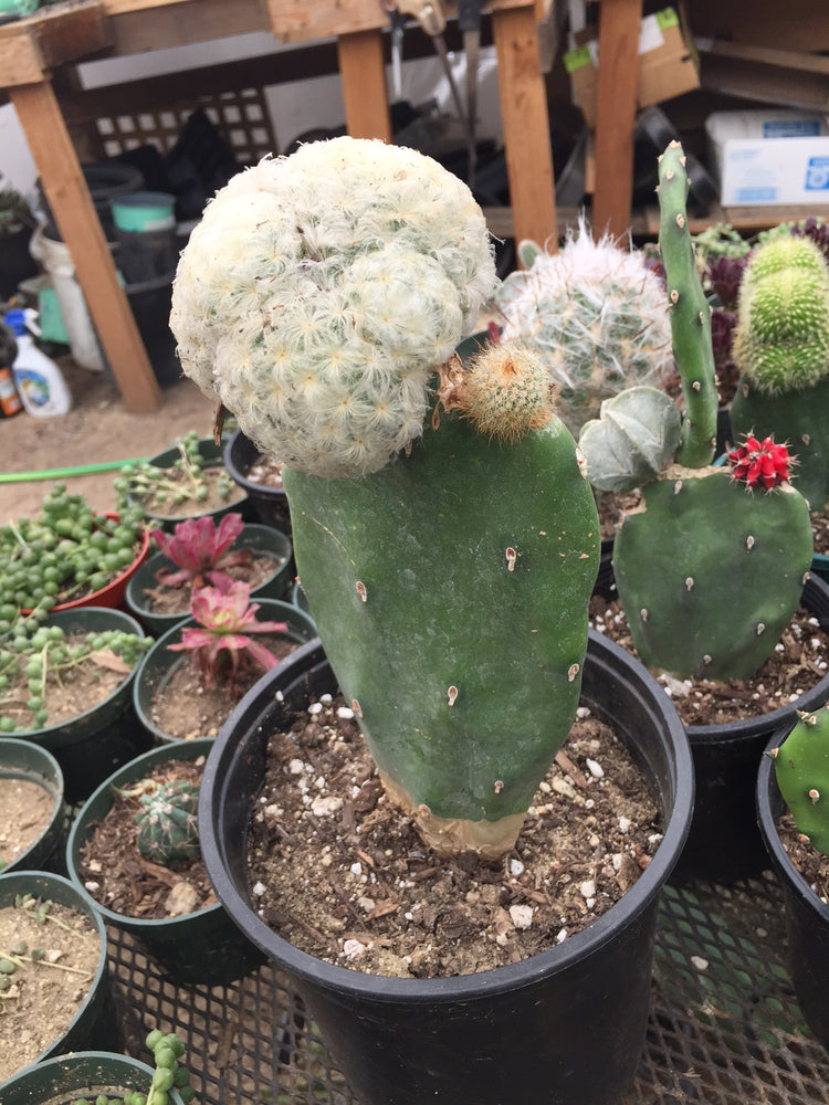 Cactus