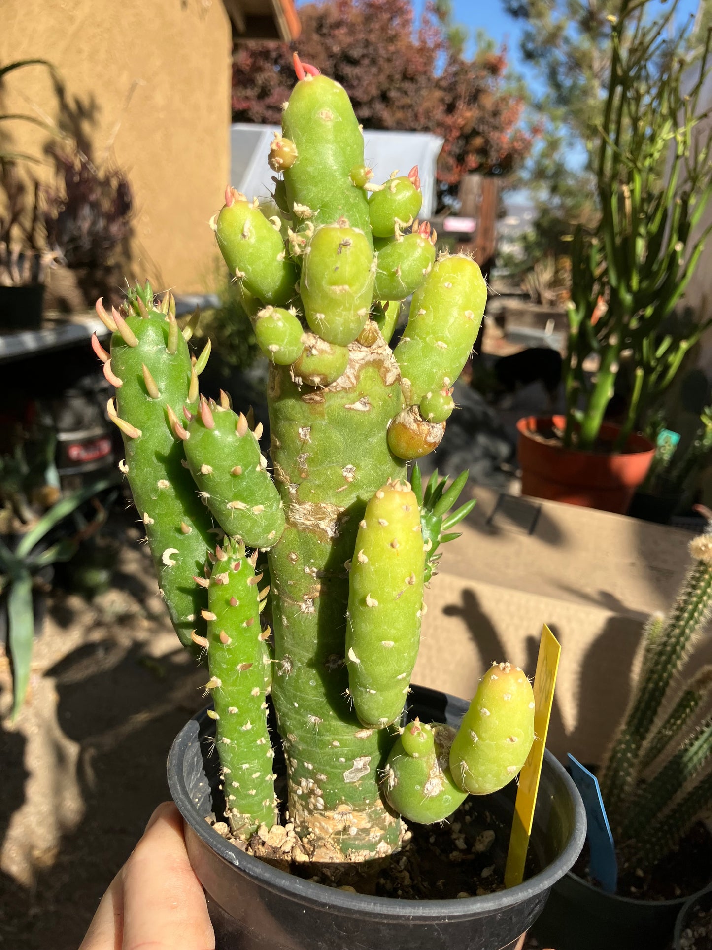 Austrocylindropuntia Cactus Gumbi Mini Eve's Needle 10"Tall #90Y