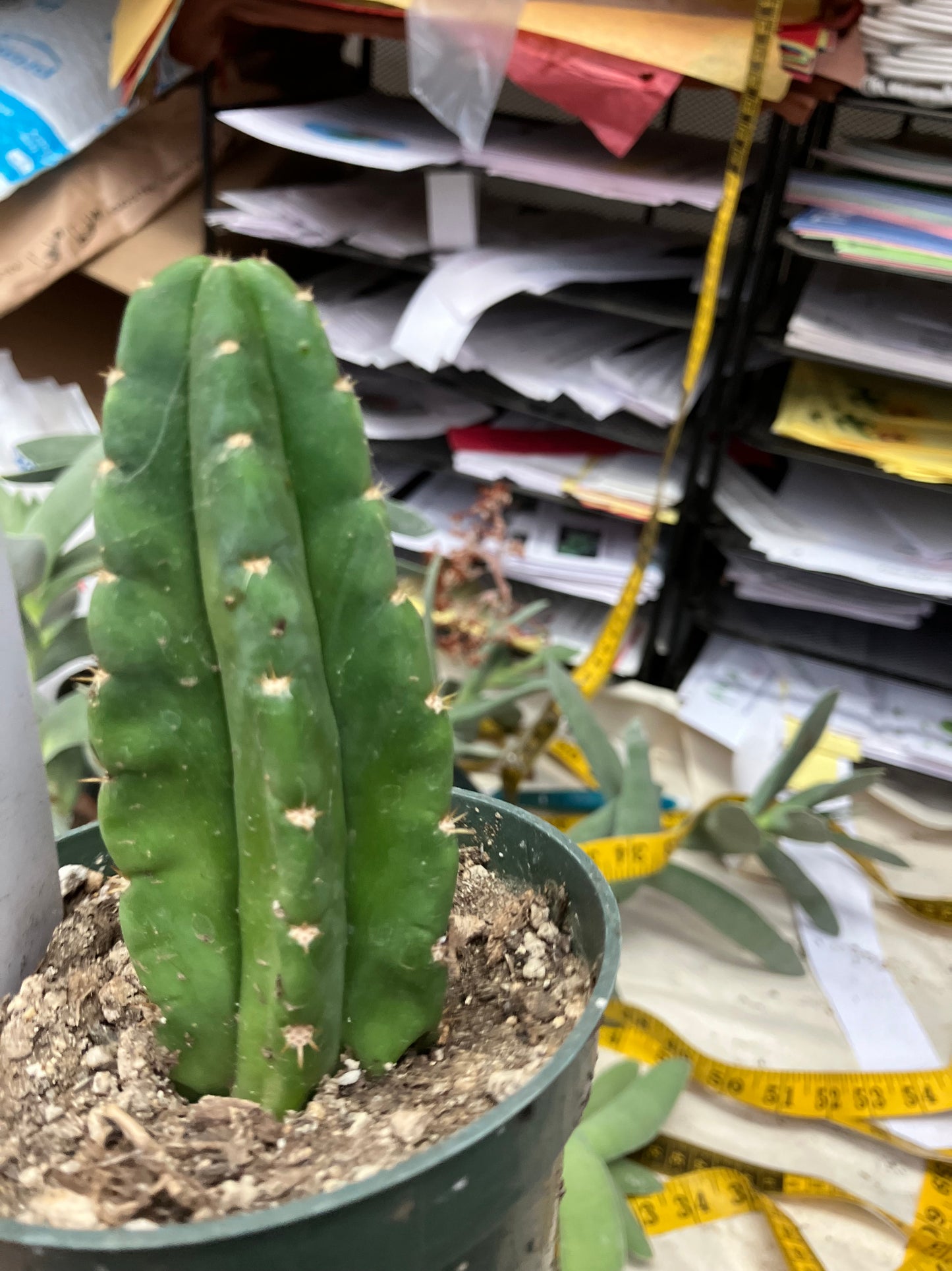 San Pedro Cactus  Trichocereus pachanoi 4"Tall #3W