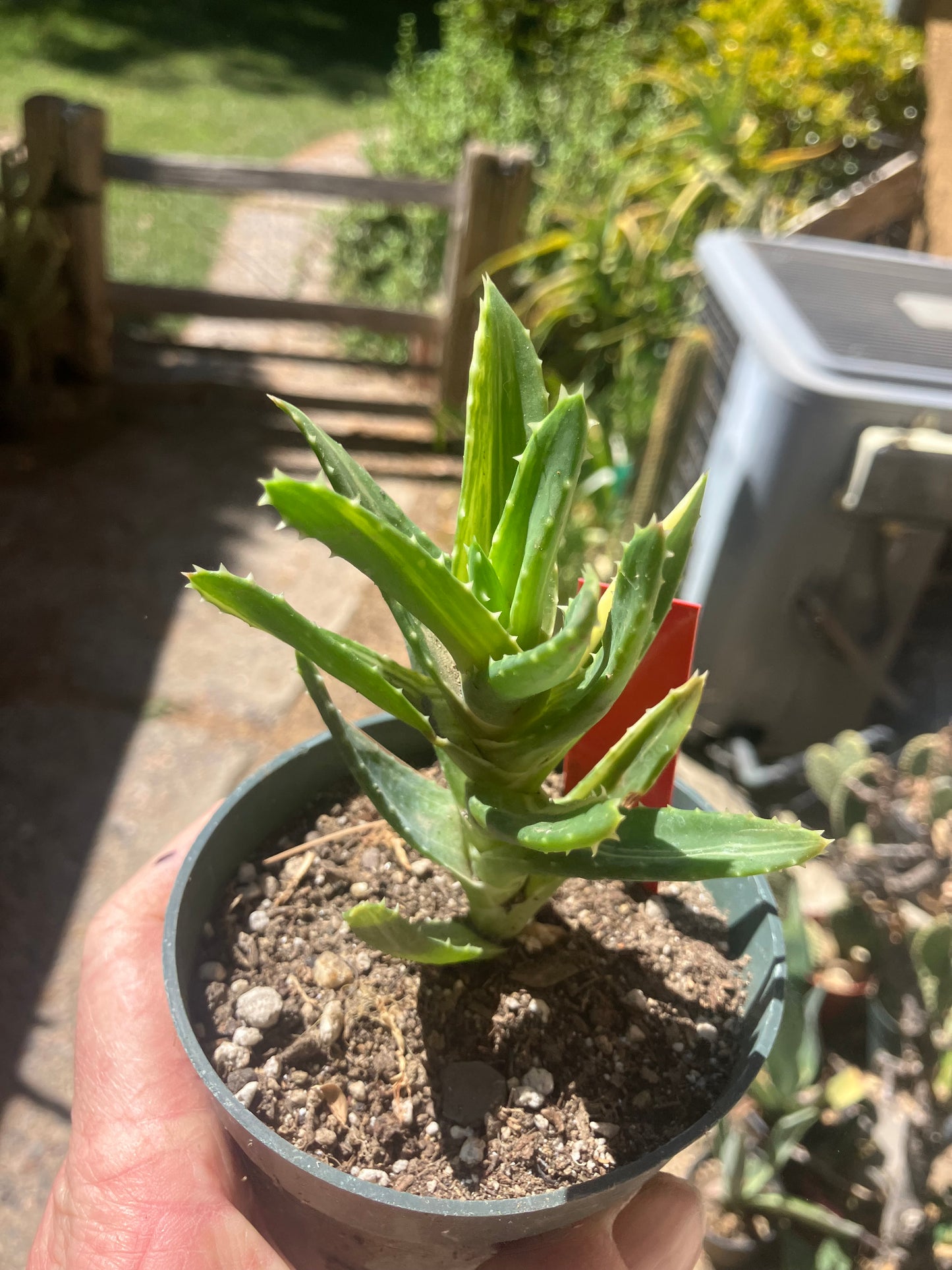 Aloe nobilis Variegated Succulent 3" Tall #R