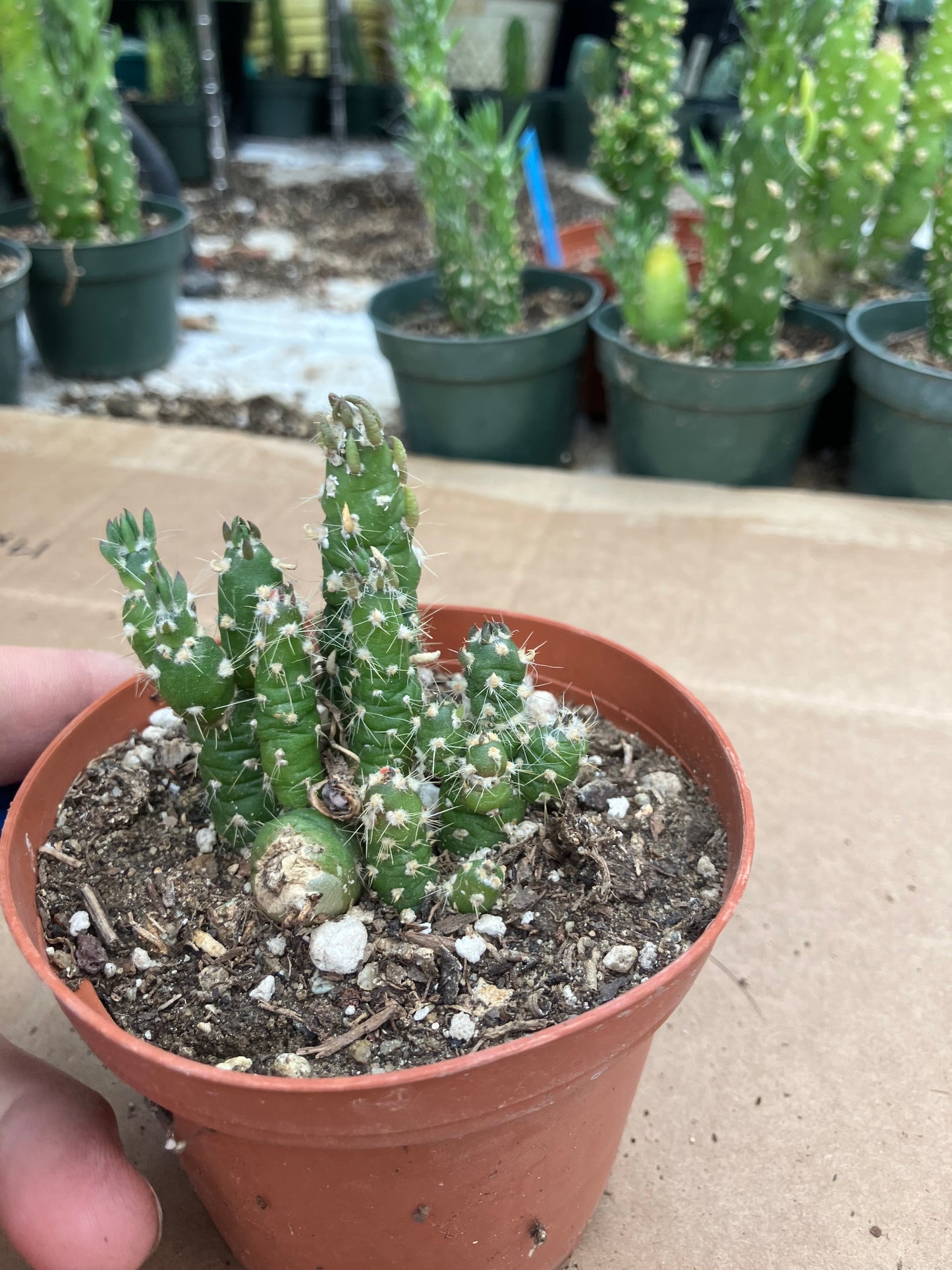 Austrocylindropuntia Cactus Gumbi Mini Eve's Needle 2.5"Tall #255B