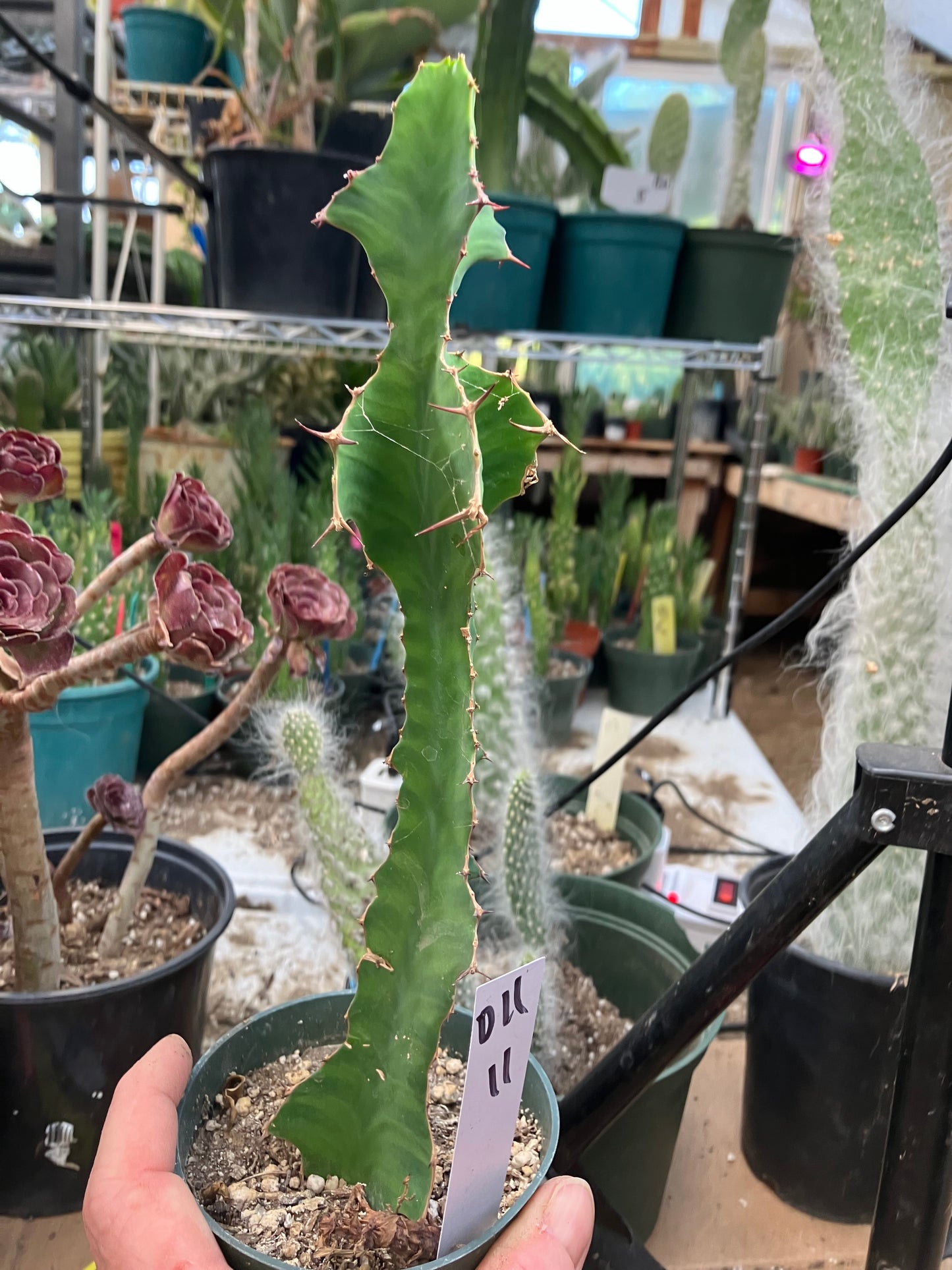 Euphorbia pseudocactus Zig Zag 11”Tall #011W