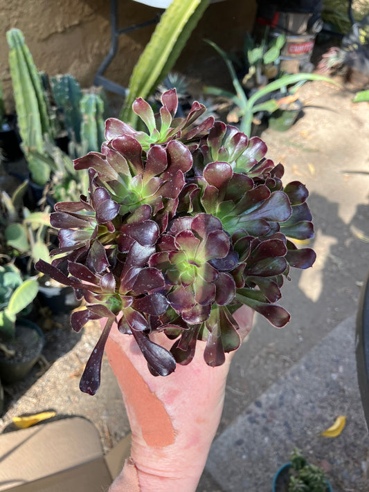 Aeonium Jack Catlin Small Bouquet (7)Rosettes  3"Tall 6"Wide #63W