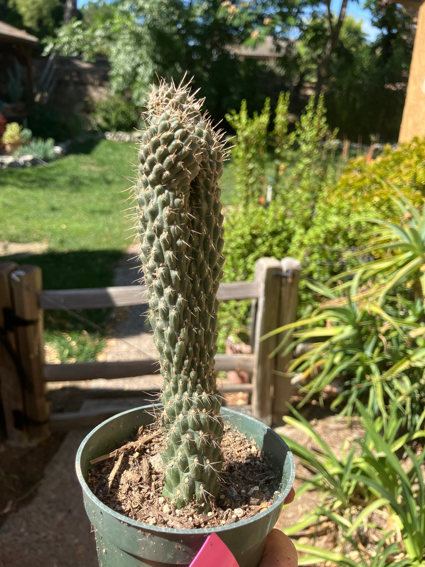 Cylindropuntia fulgida Cholla Boxing Glove Cactus Crest 7.5"Tall #57P