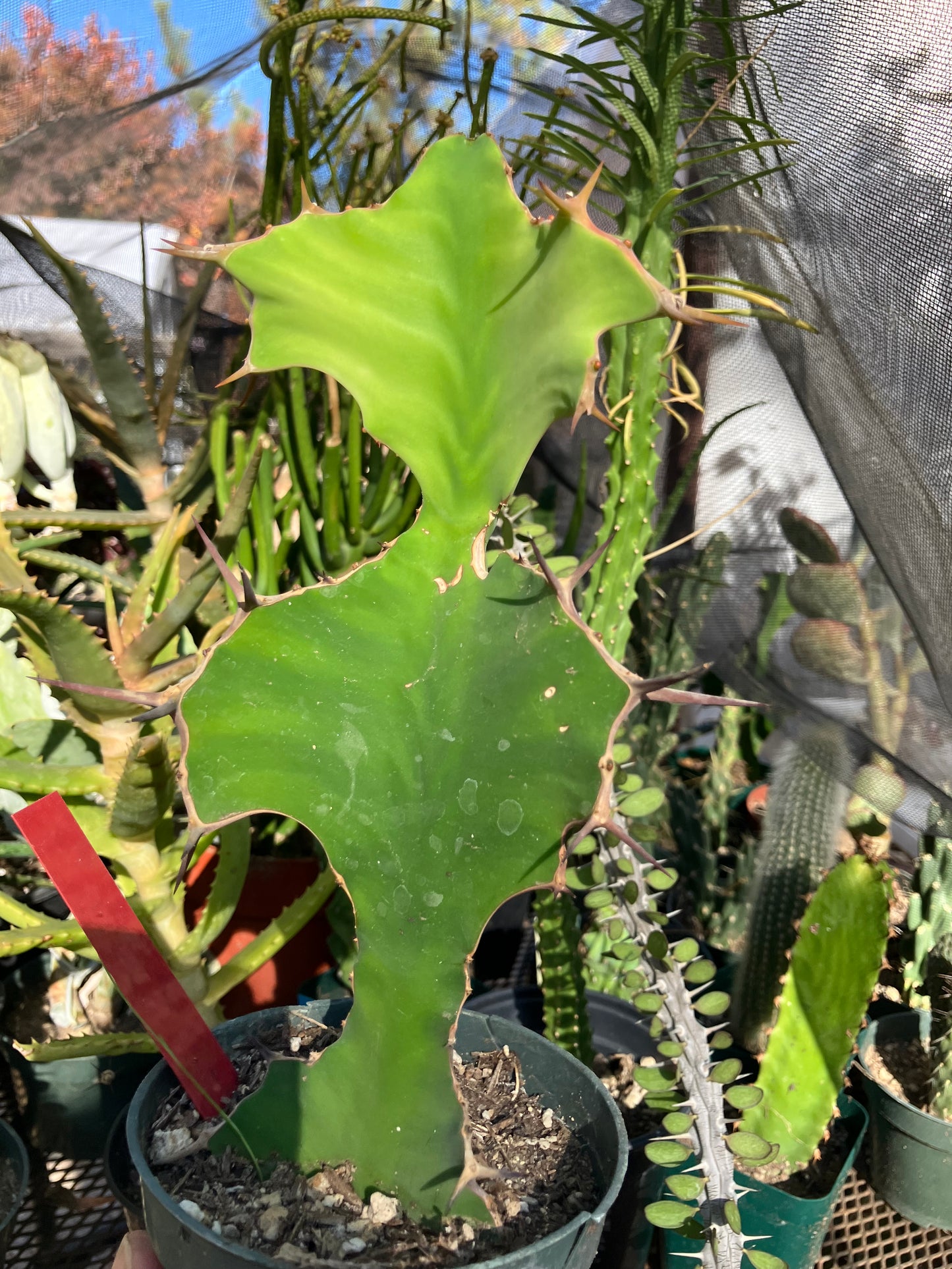 Euphorbia grandicornis Cow Horn 8.5”Tall #835R