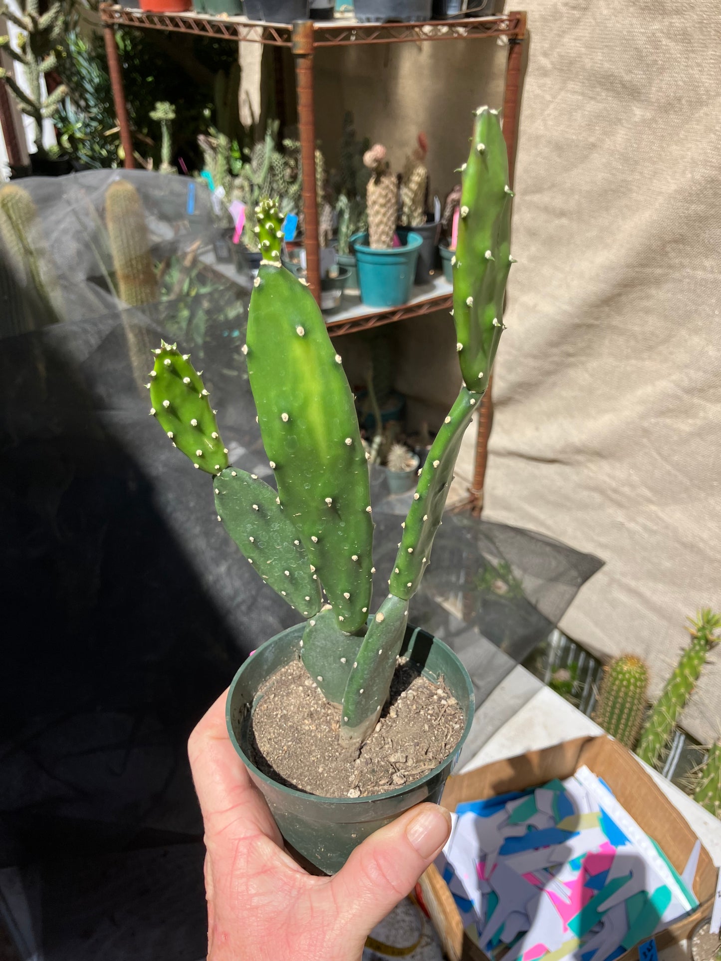 Opuntia Consolea elata Ground Crawler Cactus 9"Tall #999P