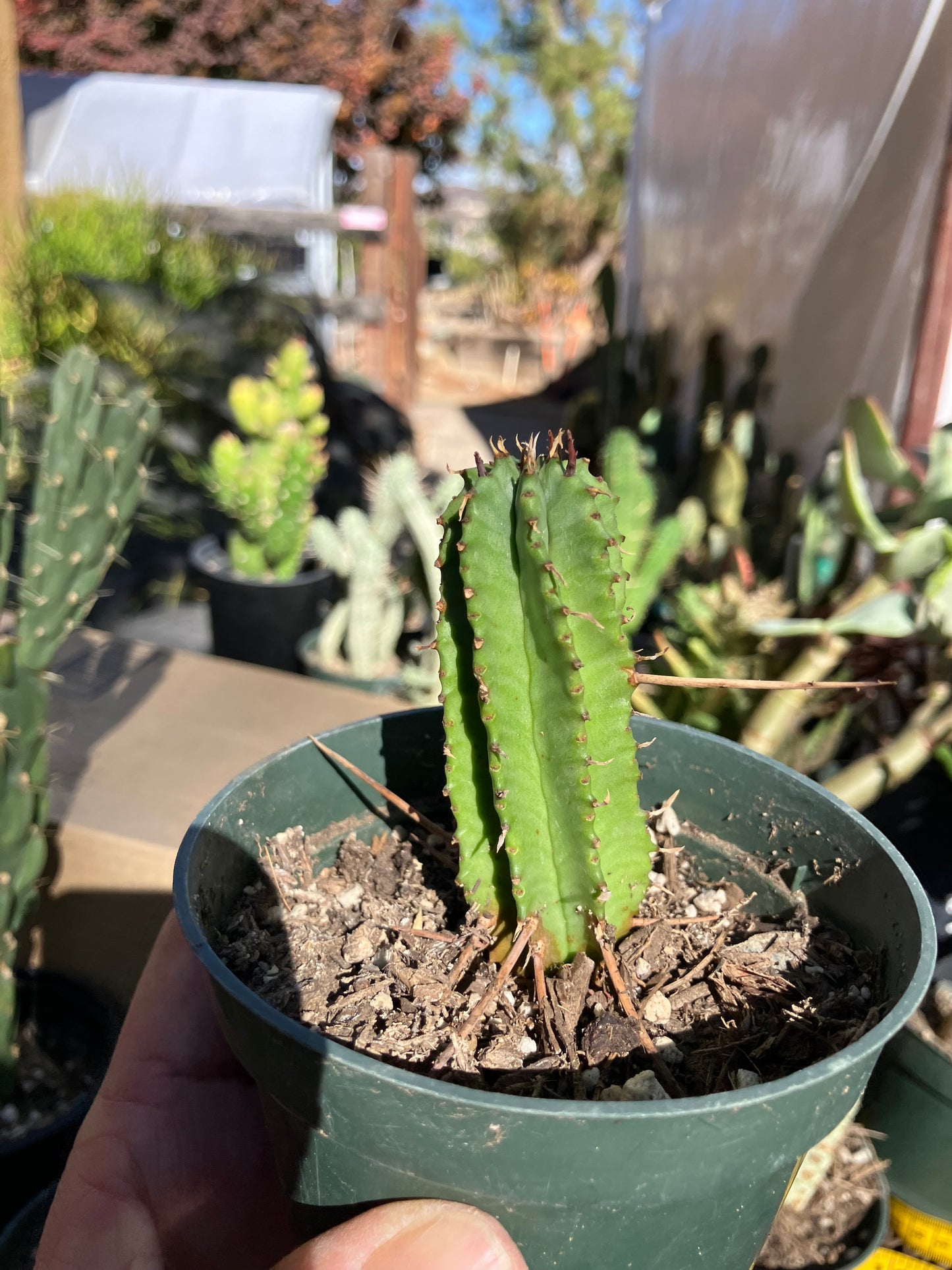 Euphorbia Horrida Noorsveldensis 3" Tall #33W