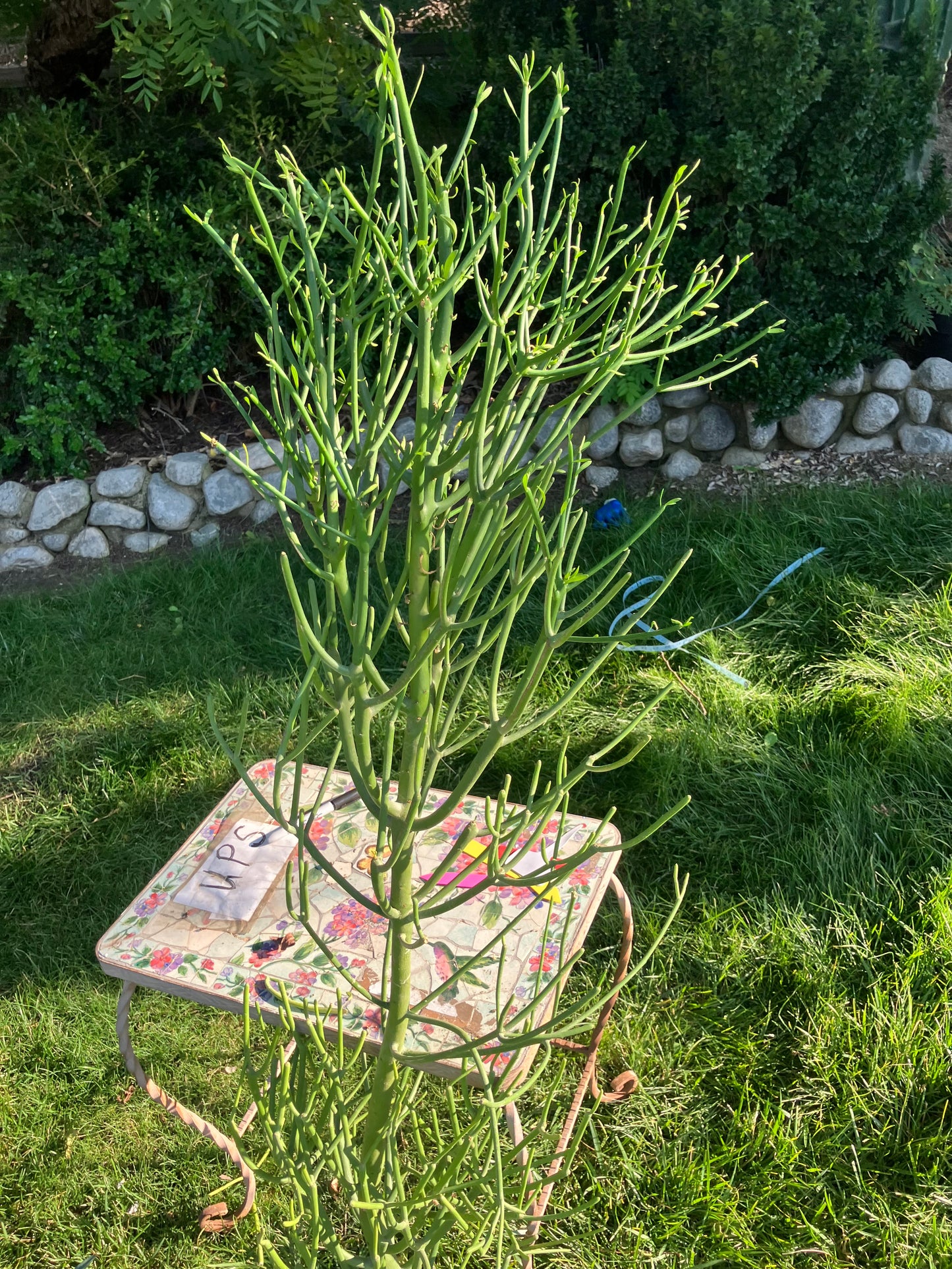 Euphorbia tirucalli Pencil Cactus/Succulent 51"Tall 20"Wide #510B