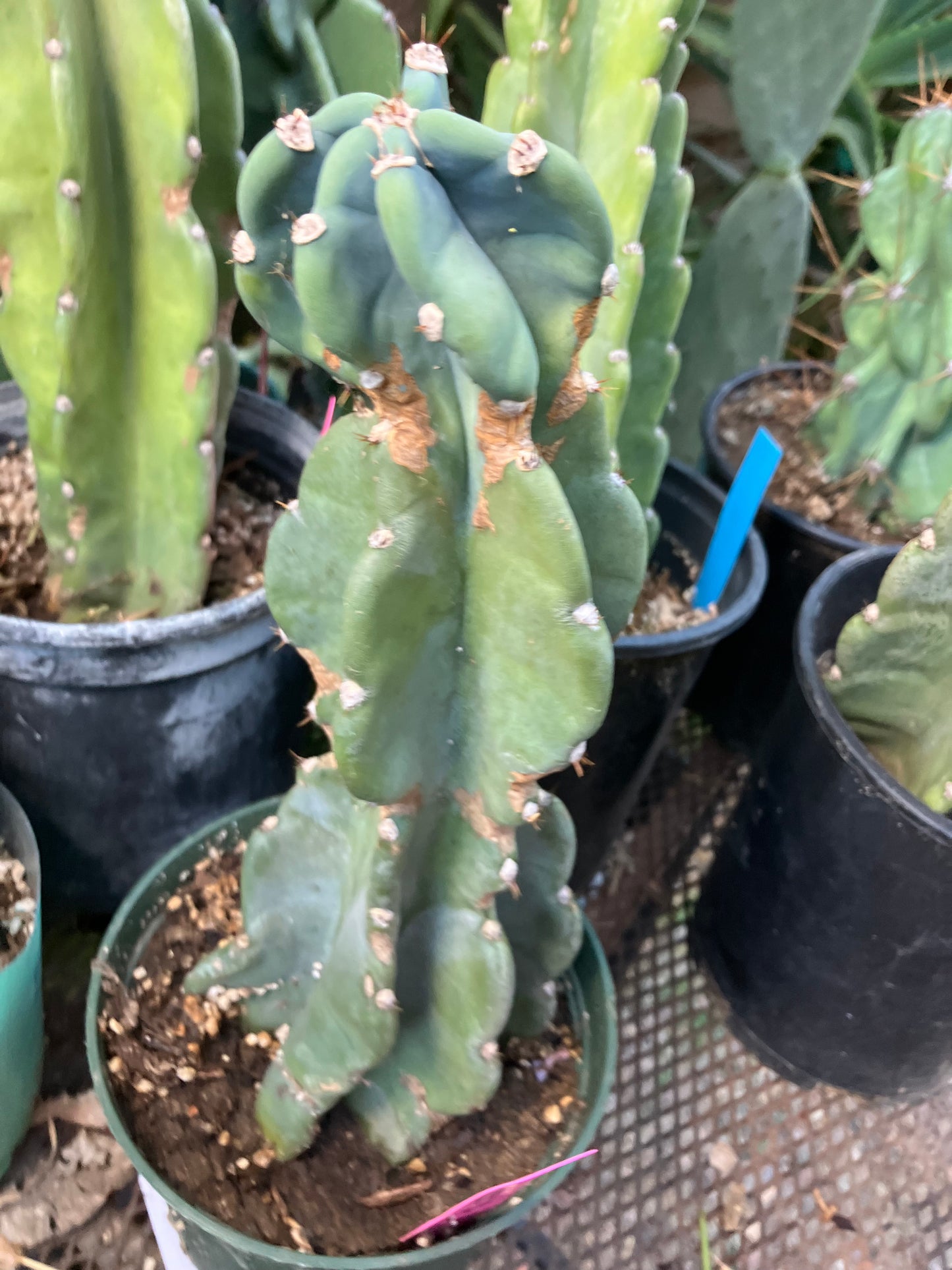 Cereus Peruvianus Night Blooming 11"Tall #010P