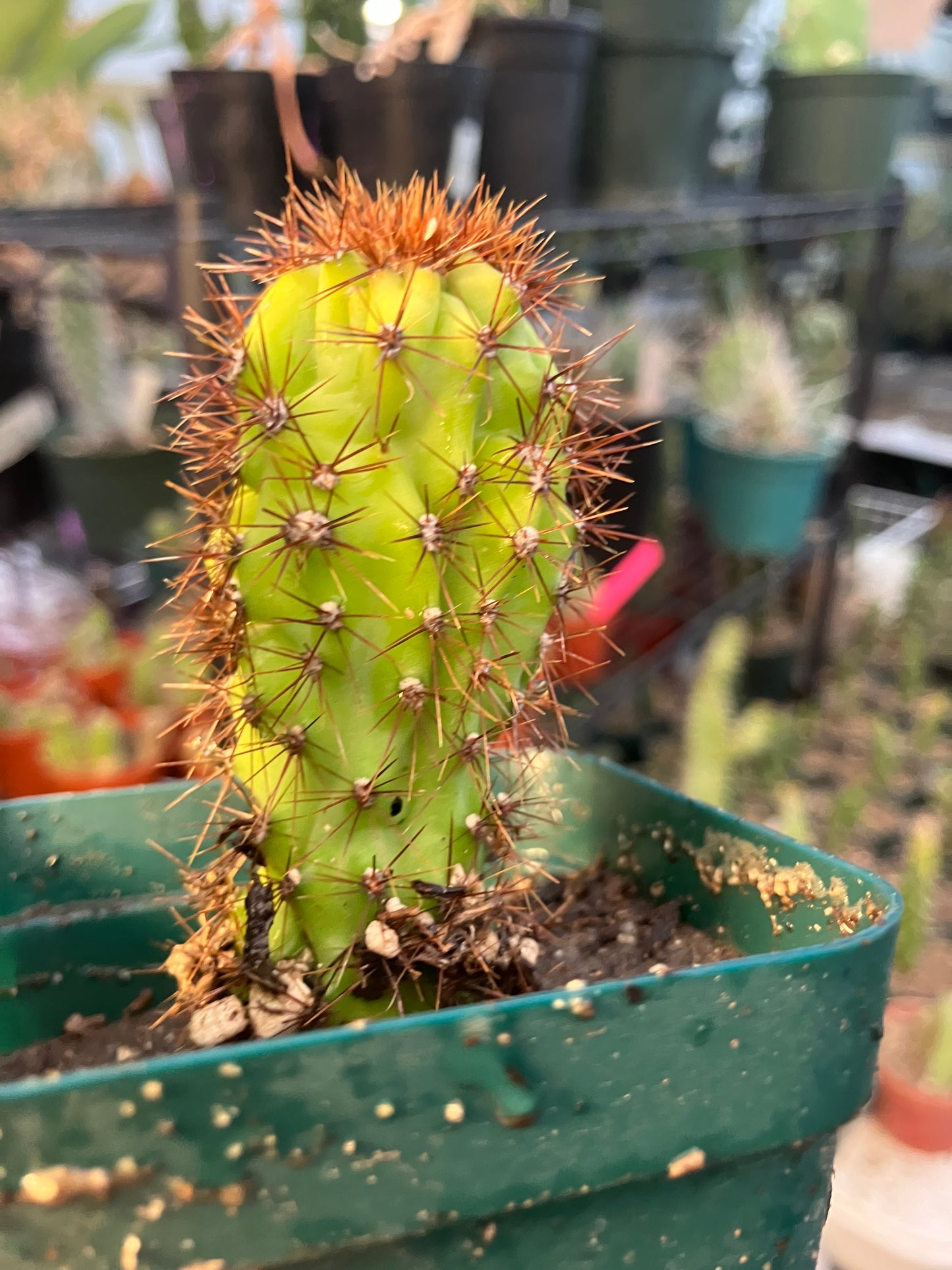 Cereus Peruvianus Monstrose "Rojo" 3” Tall #100G