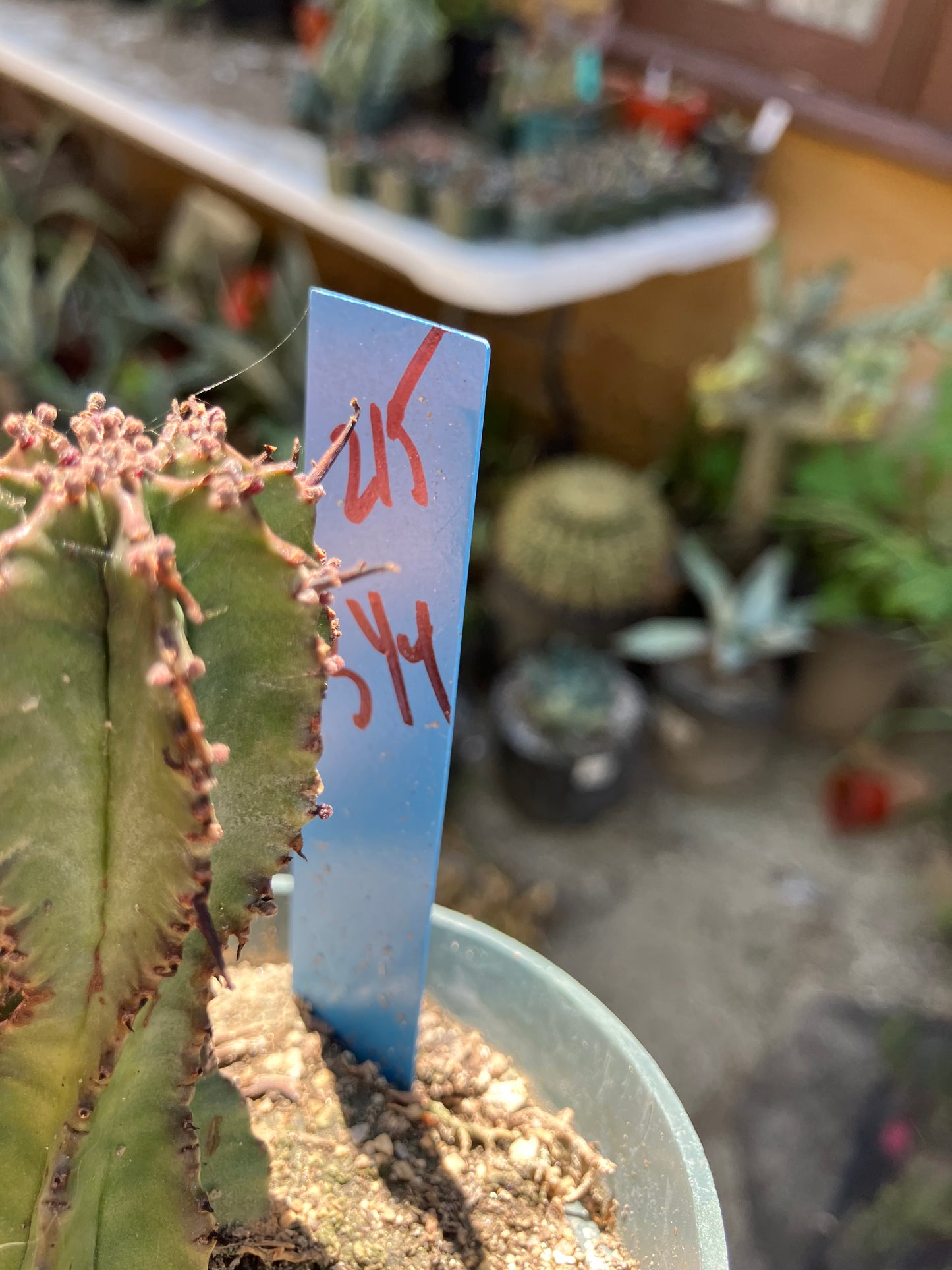 Euphorbia anoplia Green Tanzanian Zipper 5"Tall #215B