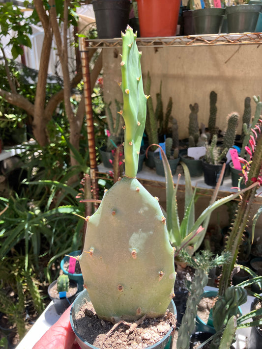 Opuntia Hybrid Cartwheel  "Hybrid Prickly Pear" 10"Tall #101P