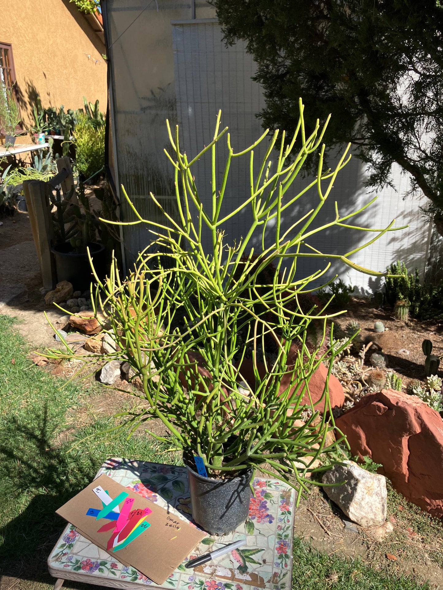 Euphorbia tirucalli Pencil Cactus/Succulent 40"Tall 27"Wide #25B