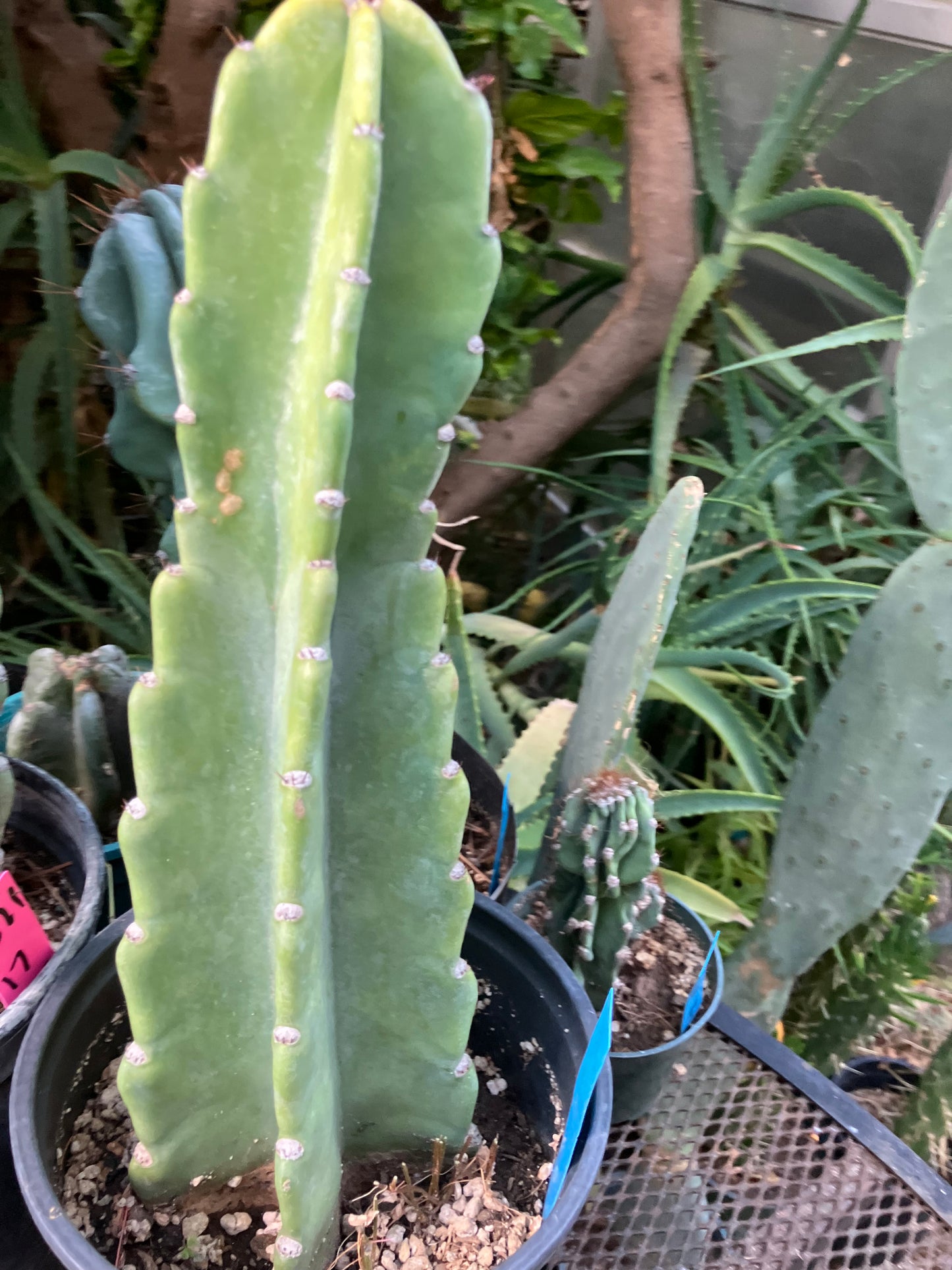 Cereus Peruvianus Night Blooming 12"Tall #012B