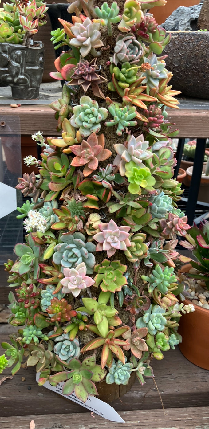 Assorted Succulent Cuttings/Clippings (30)  3"-5"Tall Variety Extras Colorful