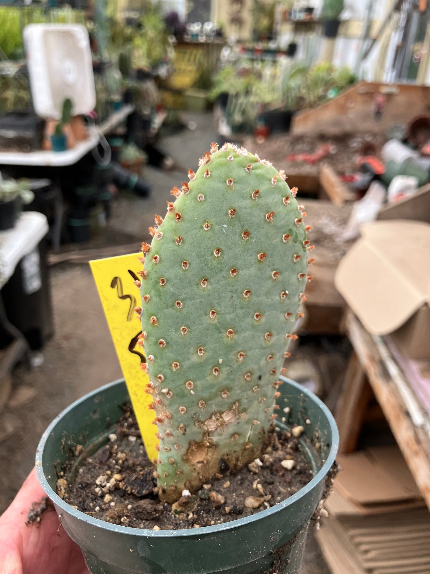 Opuntia Basilaris Beavertail Cactus 5"Tall #31Y