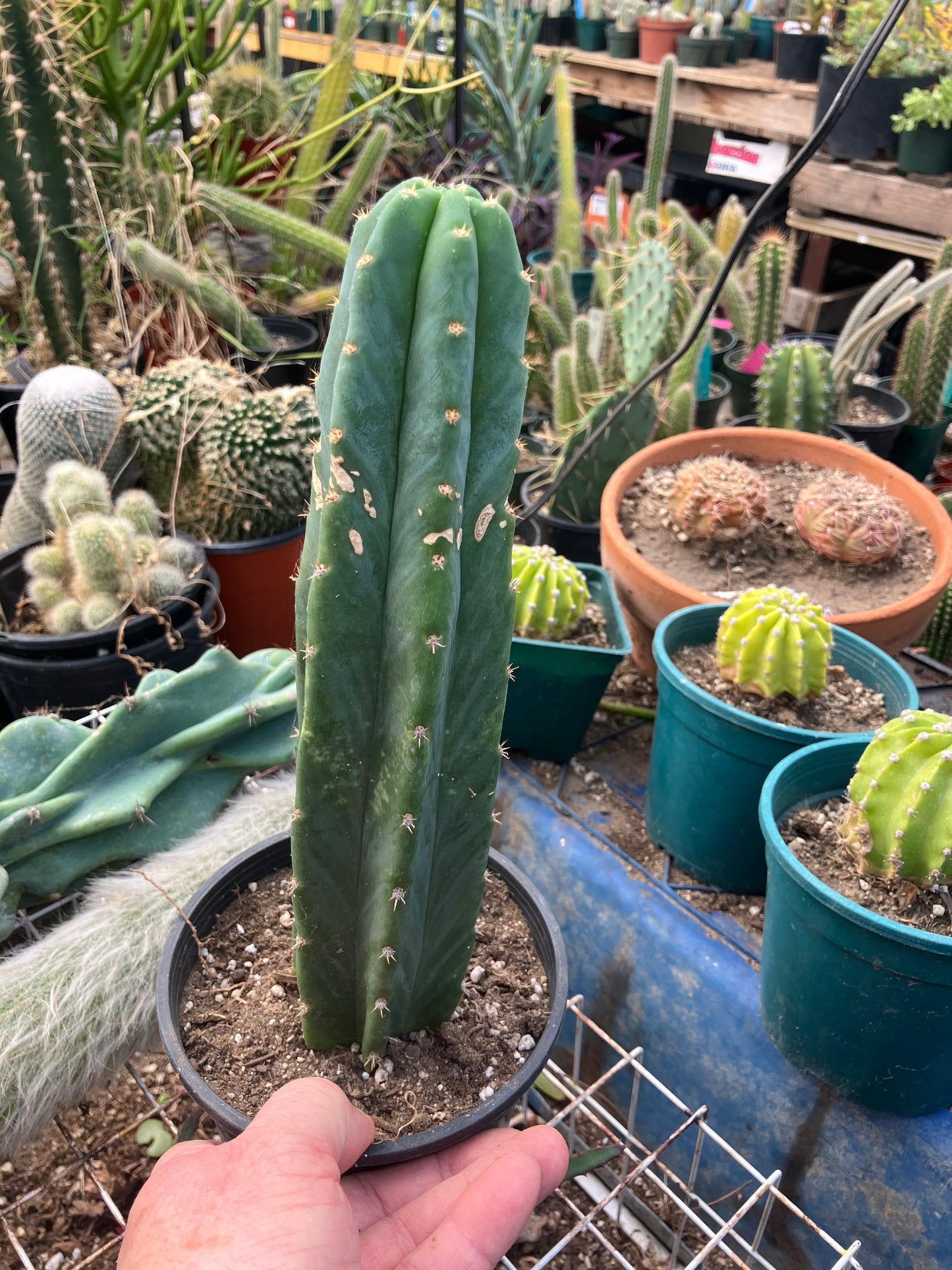 San Pedro Cactus - Trichocereus pachanoi 10" Tall #10G