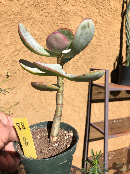 Crassula arborescens Silver Dollar 10”Tall #88Y*