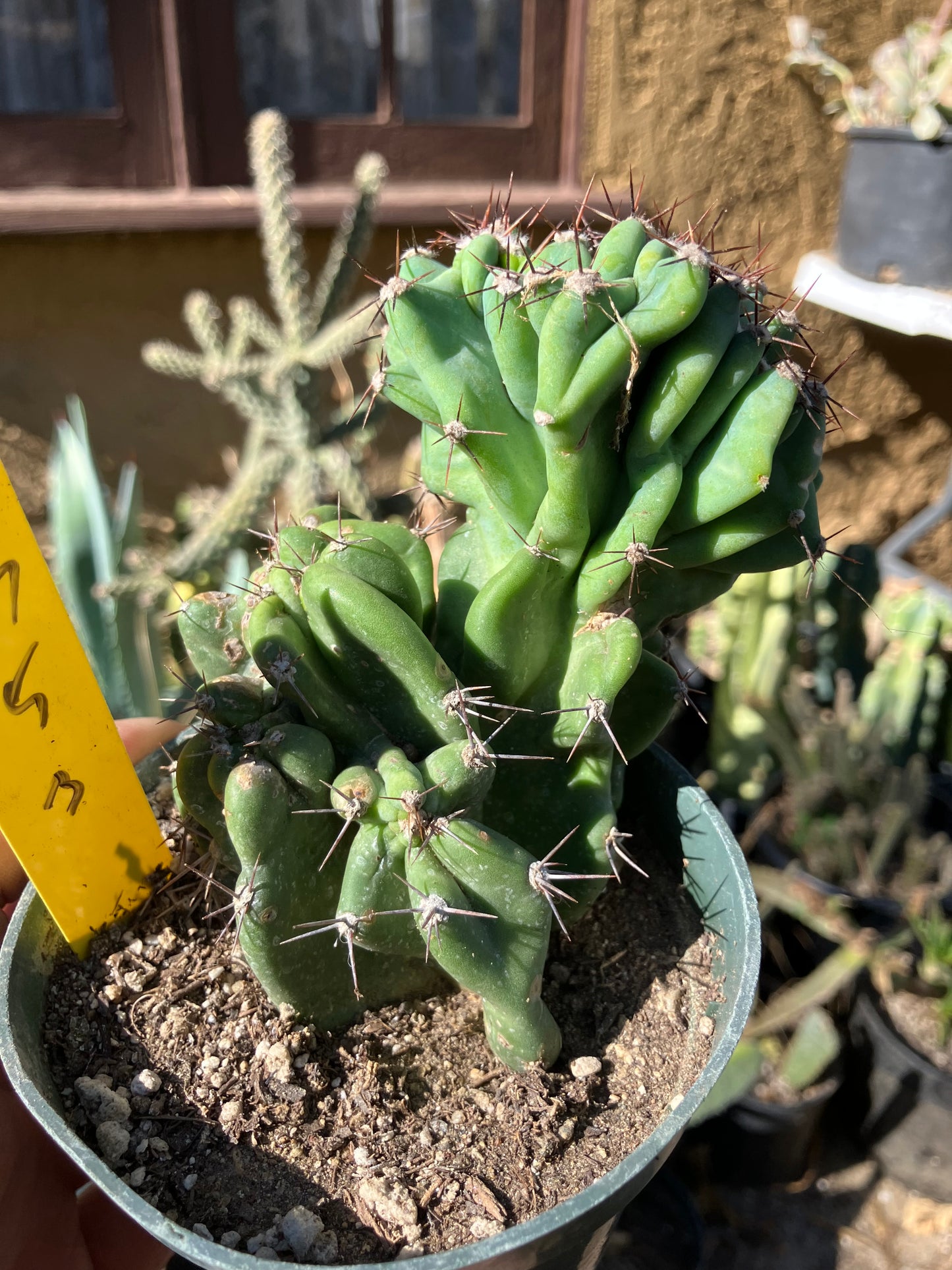 Cereus Peruvianus Monstrose Night Blooming 5"Tall 3" Wide #53Y