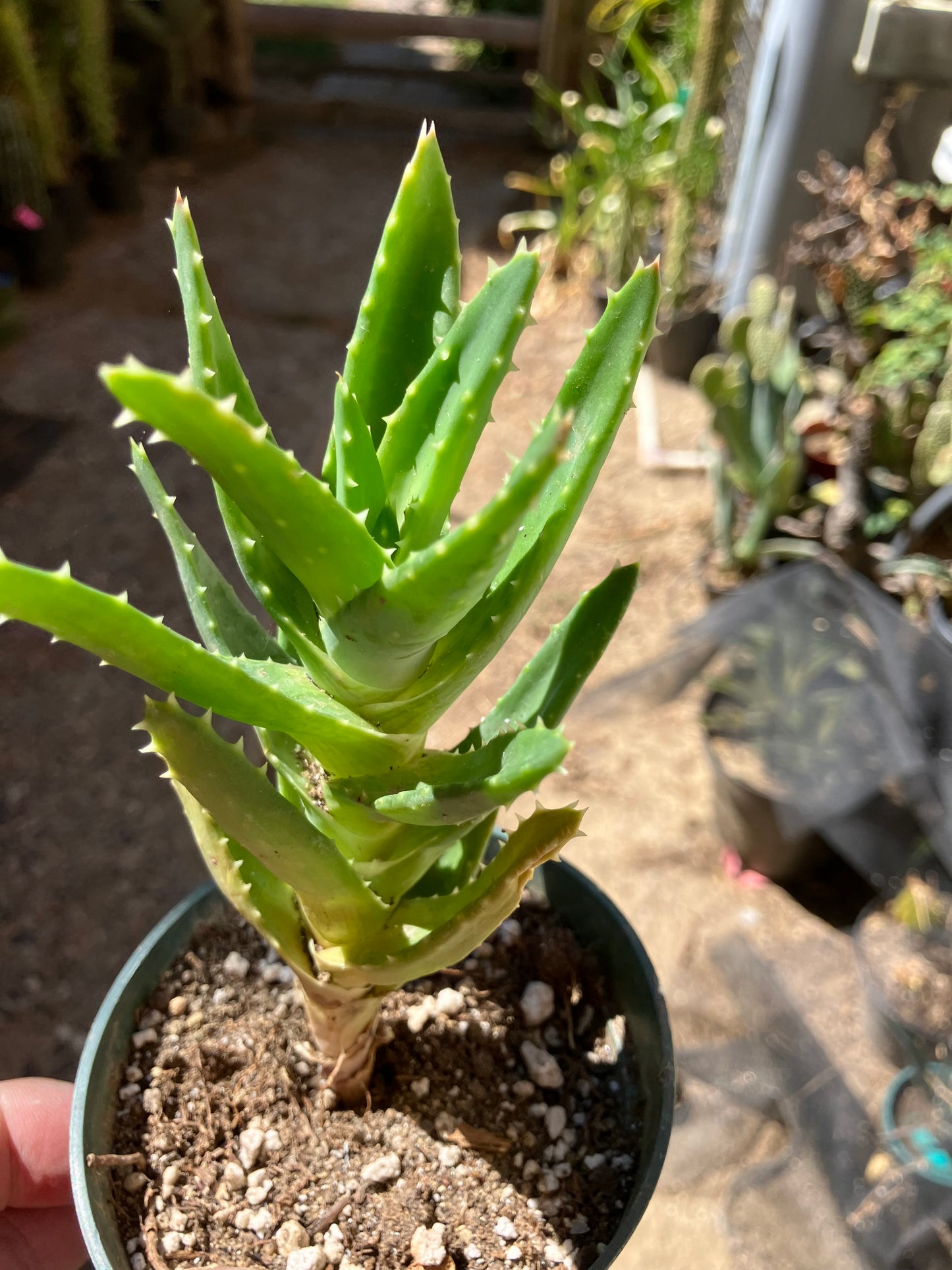 Aloe nobilis Green Succulent 6" Tall #06B