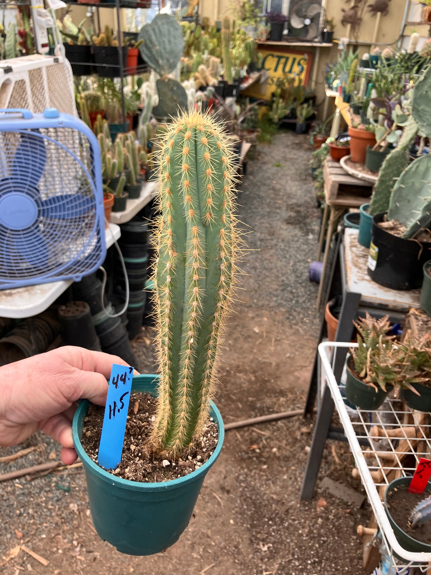 Pilosocereus Piauhyensis Gorgeous Thick Specimen 11.5” Tall #44B
