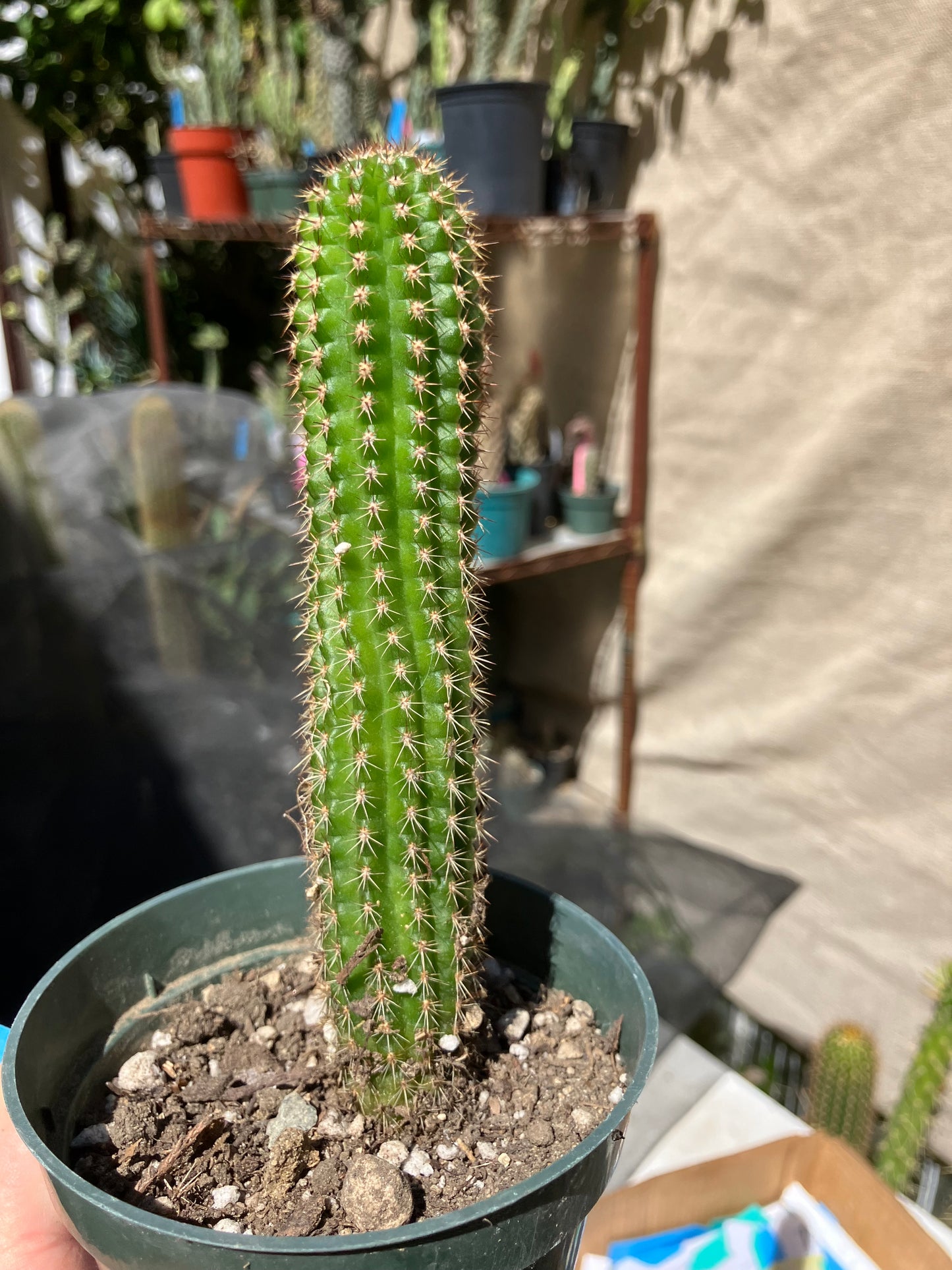 Pachycereus pecten-aboriginum
 Indian Comb Cactus 6"Tall #67B