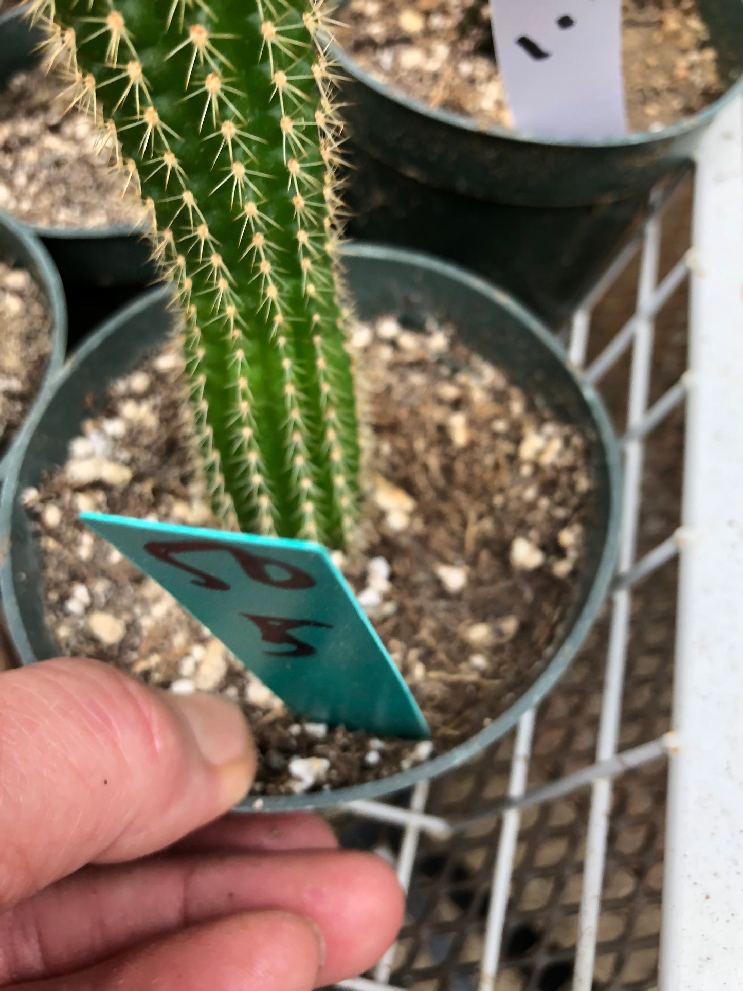 Trichocereus brevispinulosus Indian Comb Cactus 5"Tall #50G