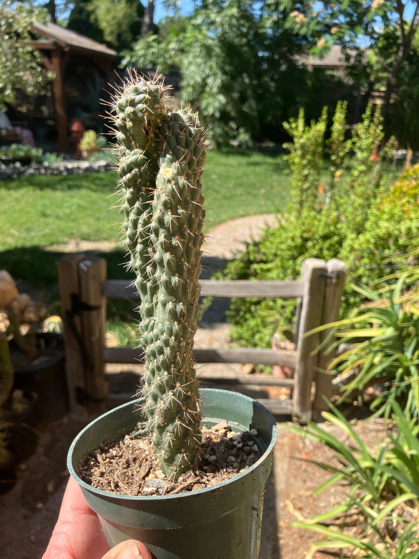 Cylindropuntia fulgida Cholla Boxing Glove Cactus Crest 7.5"Tall #57P