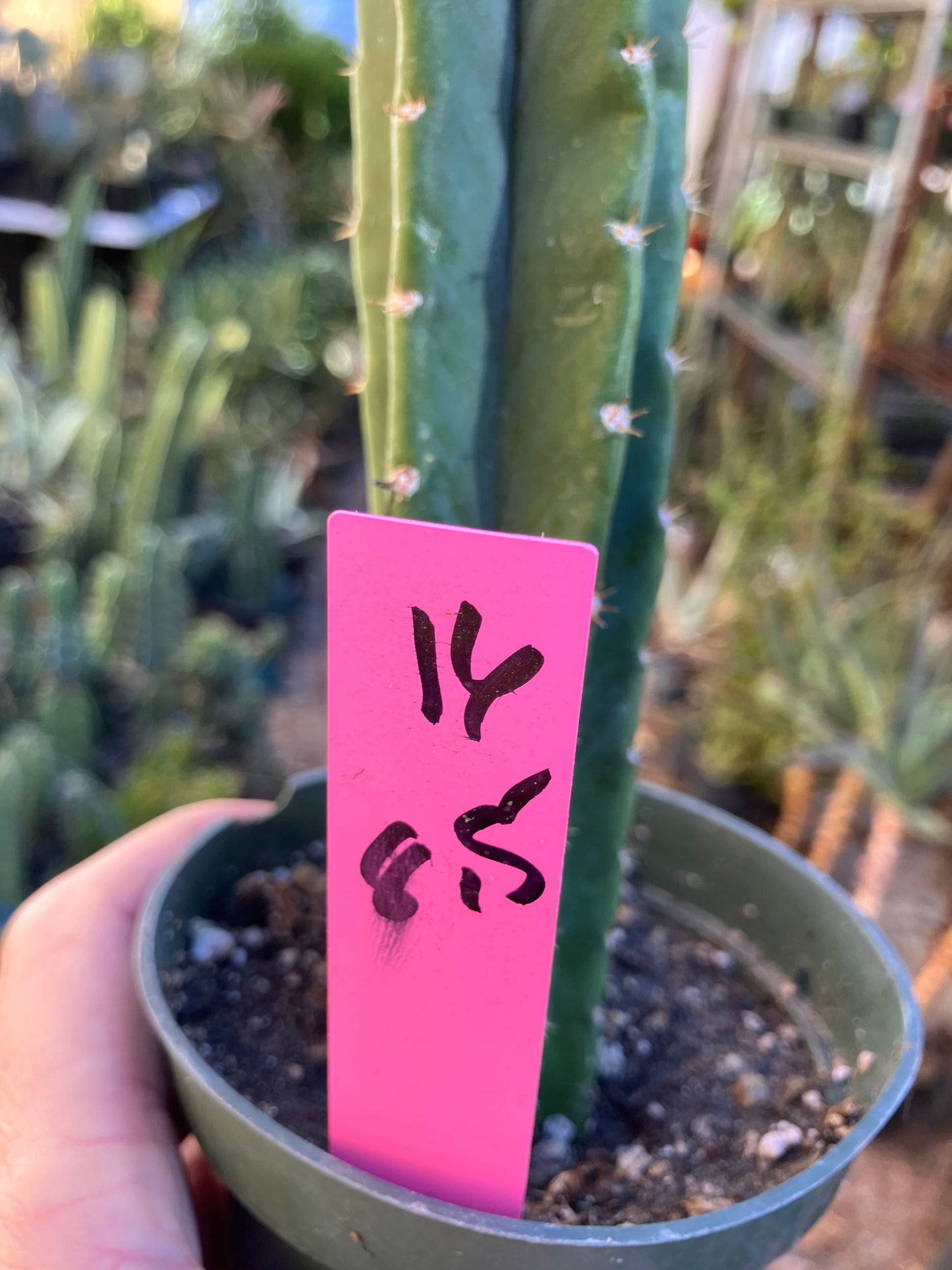 San Pedro Cactus - Trichocereus pachanoi 8.5"Tall #16P