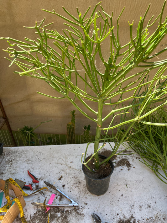 Euphorbia tirucalli Pencil Cactus 33"Tall 18"Wide #333W