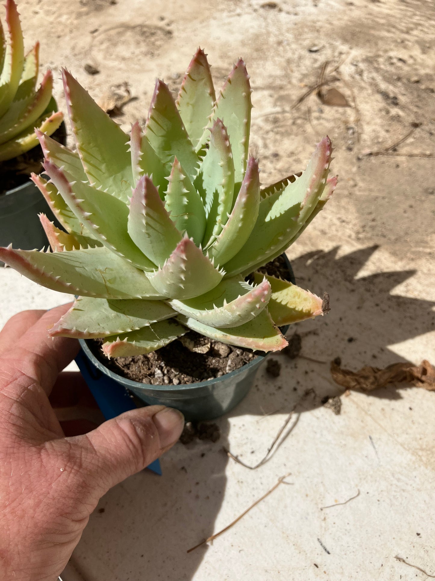 Aloe Brevifolia Succulent 6" Wide #61B