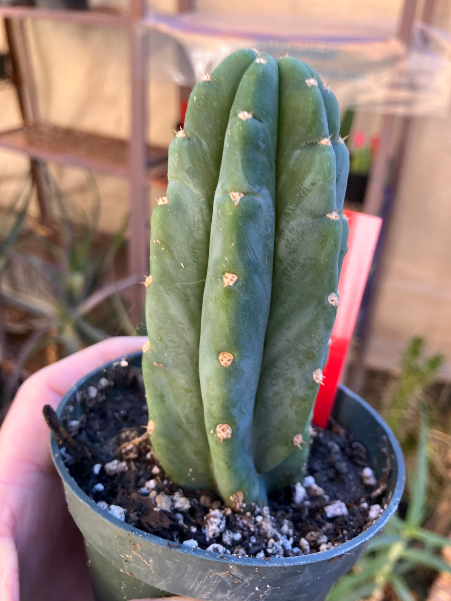San Pedro Cactus - Trichocereus pachanoi 5"Tall #14R