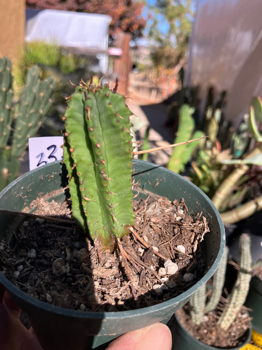 Euphorbia Horrida Noorsveldensis 3" Tall #33W