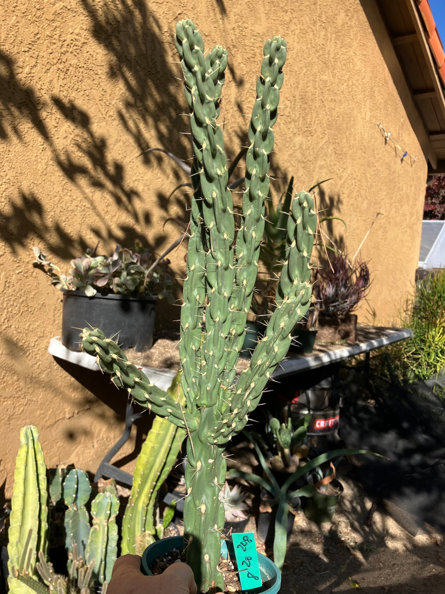 Cholla Cylindropuntia Imbricata  Buckhorn 20”Tall #208G