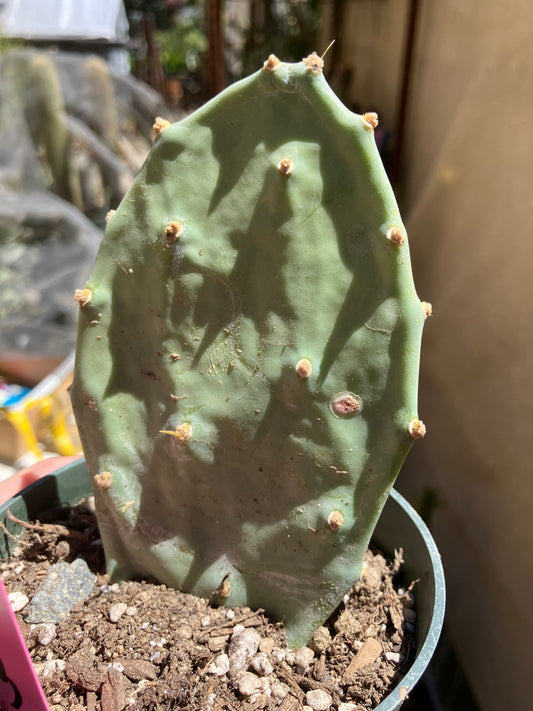 Opuntia Hybrid Cartwheel  "Hybrid Prickly Pear" 5"Tall #2P