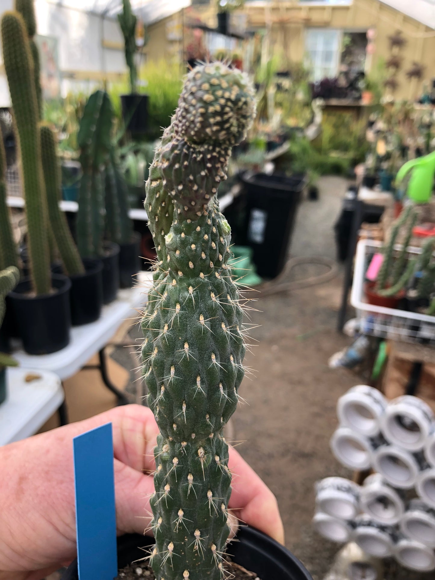 Cylindropuntia fulgida Cholla Boxing Glove Cactus Crest 8"Tall #84B