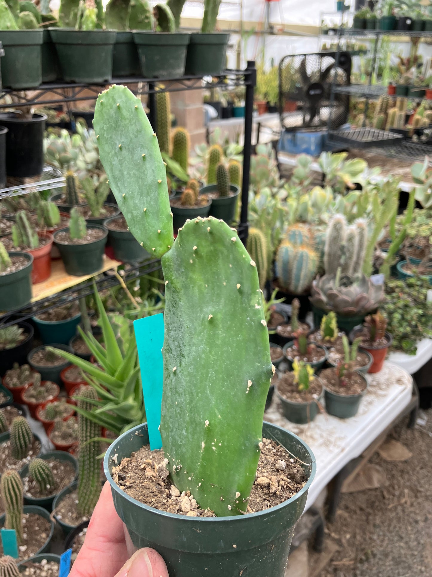 Opuntia Emerald wave Cactus 8”Tall #118G