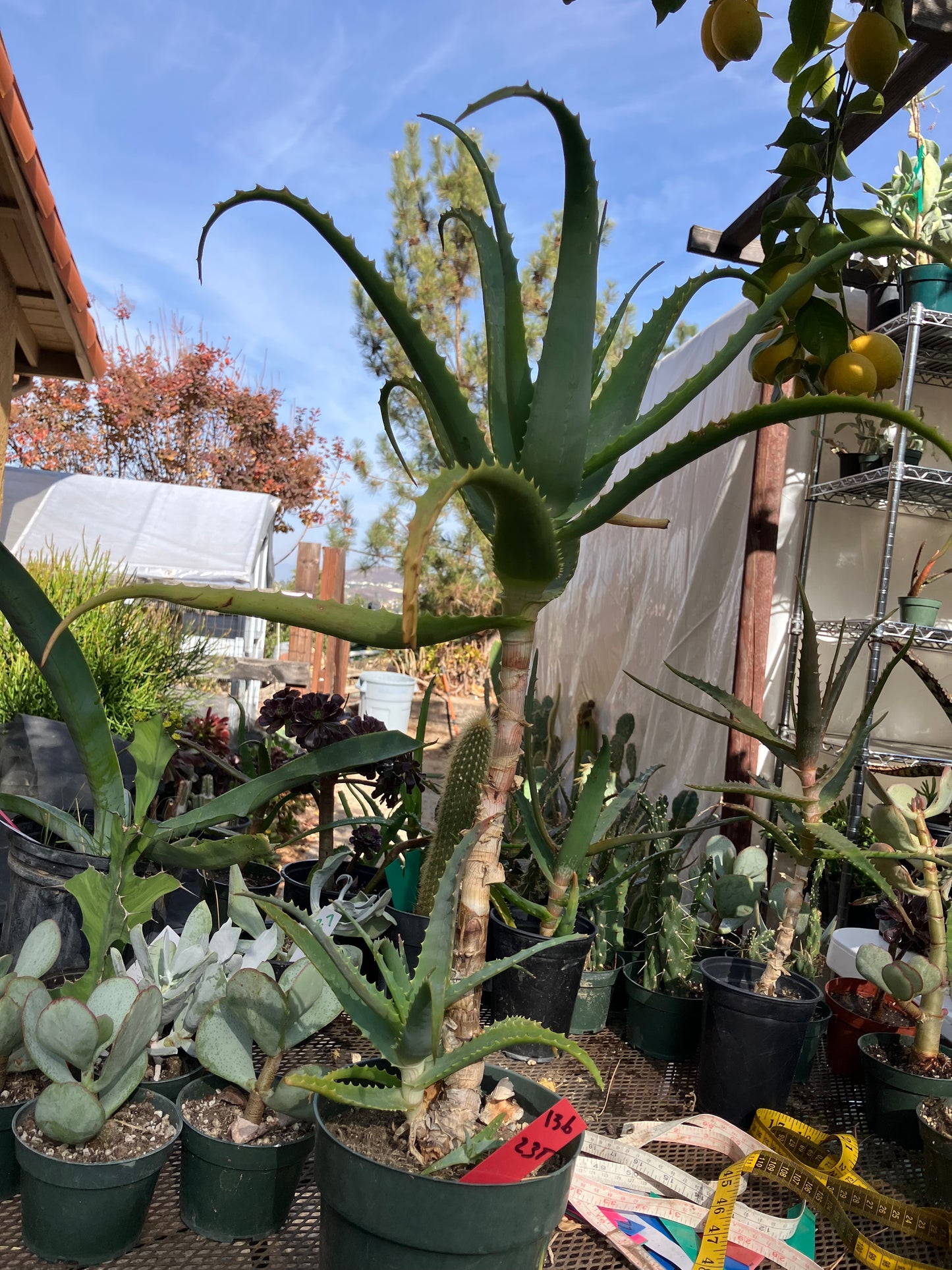 Aloe arborescens Torch Aloe 23"Tall 6Yr Old Succulent Plant #136R