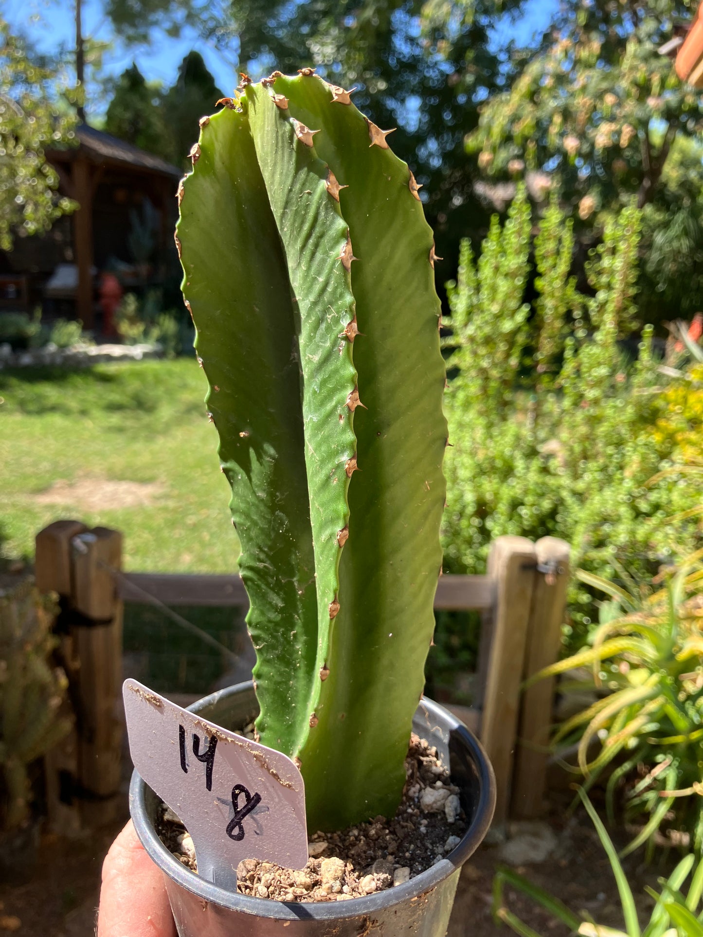 Euphorbia ingens Candelabra Tree Chocolate Drop 8”Tall #14W