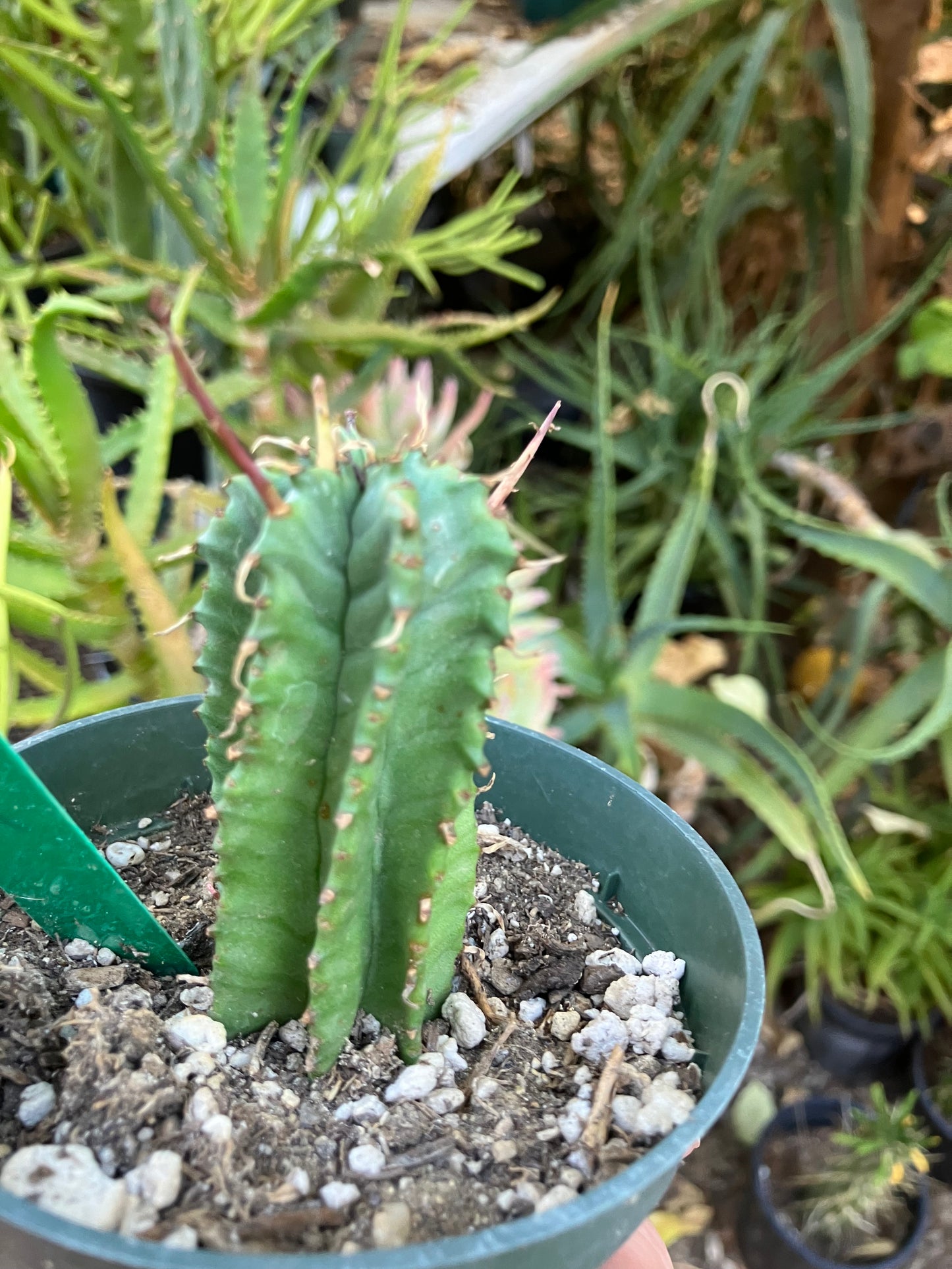 Euphorbia Horrida Noorsveldensis 3" Tall #3G