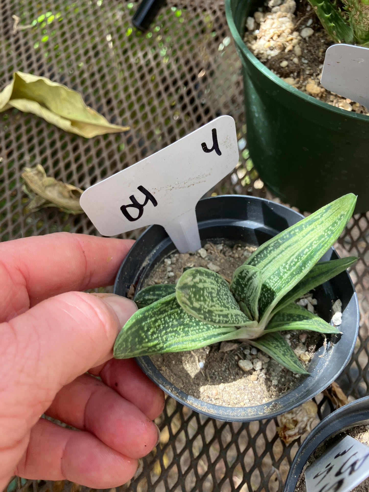 Gasteria Little Warty 3.5”Wide #35W