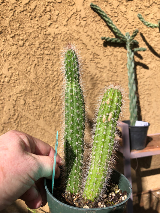 Echinocereus pensilis Snake Cactus Plant 5"Tall #500G